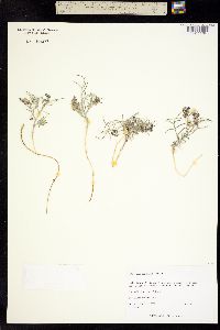Astragalus ceramicus image