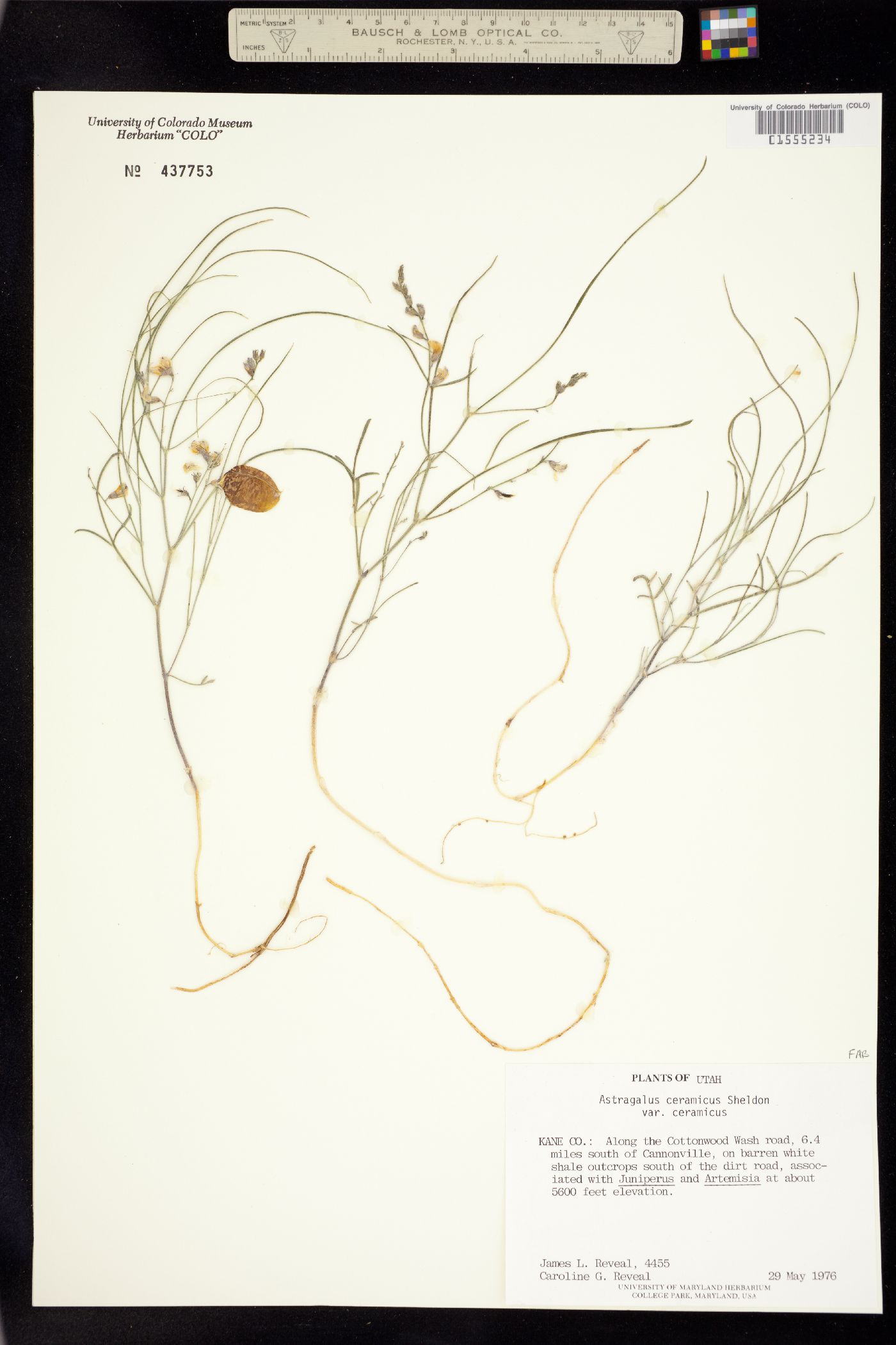 Astragalus ceramicus var. ceramicus image