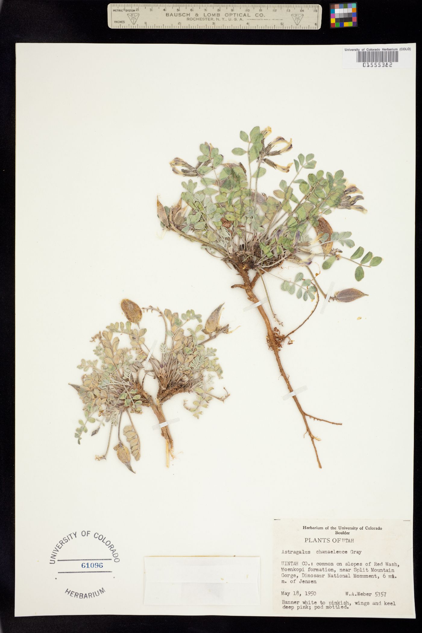 Astragalus chamaeleuce image