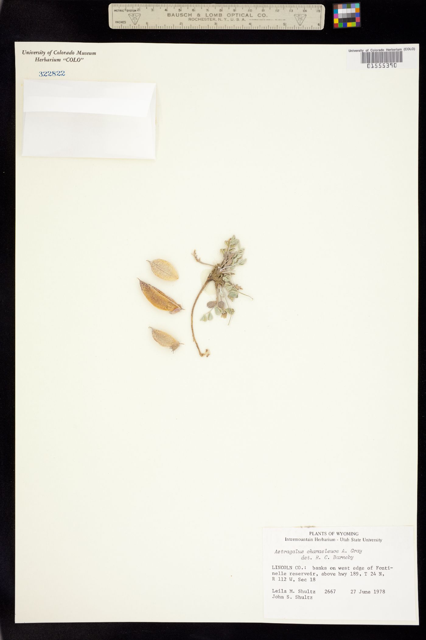 Astragalus chamaeleuce image