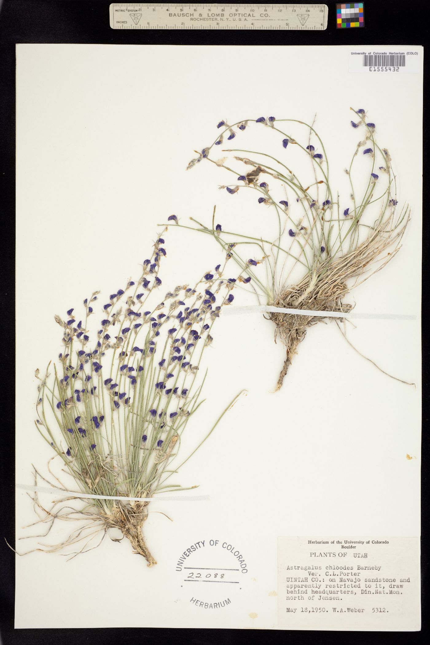 Astragalus chloodes image
