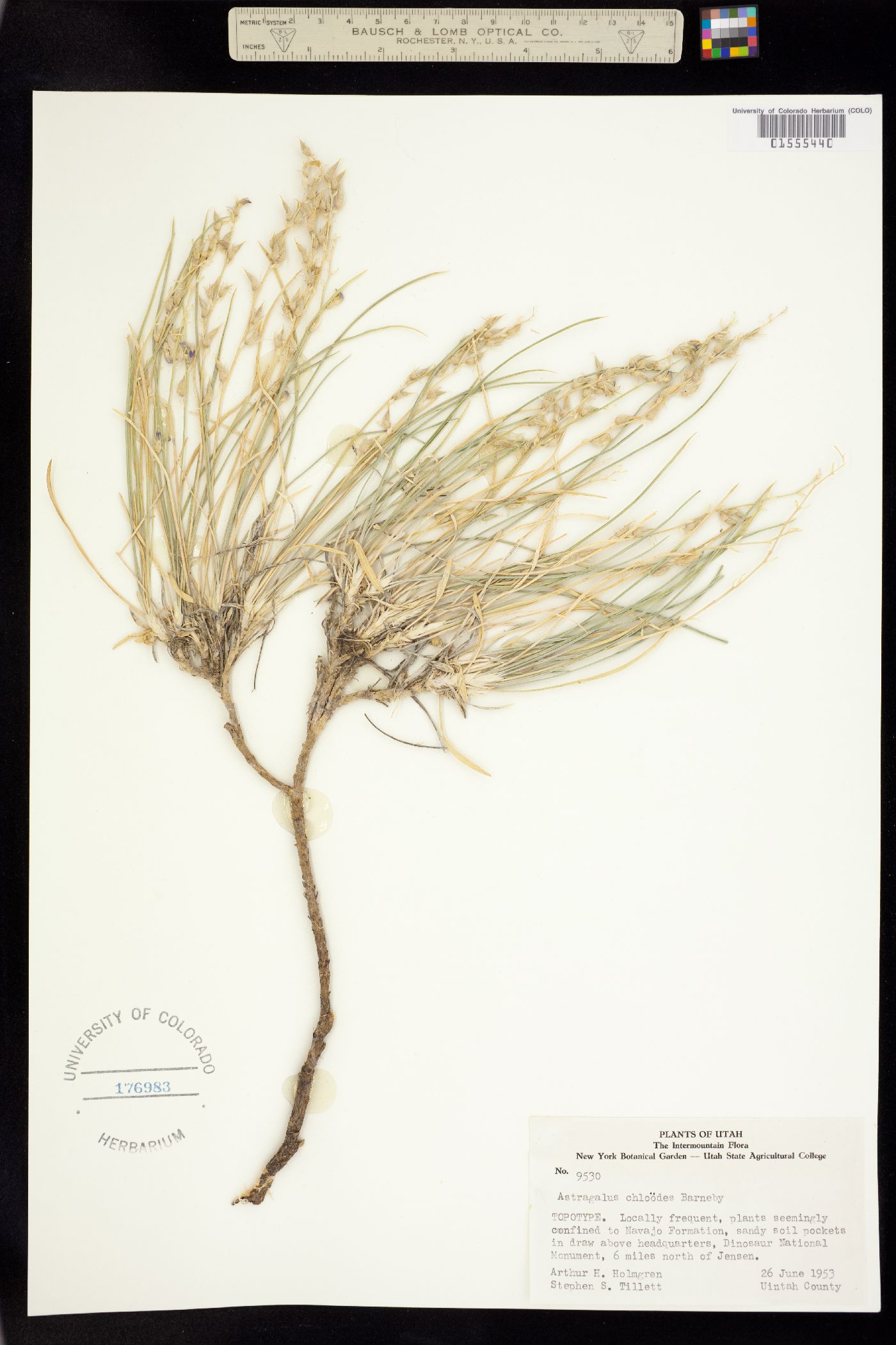 Astragalus chloodes image