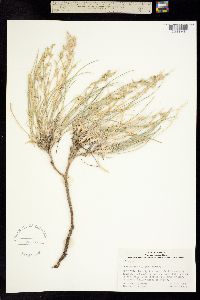 Astragalus chloodes image