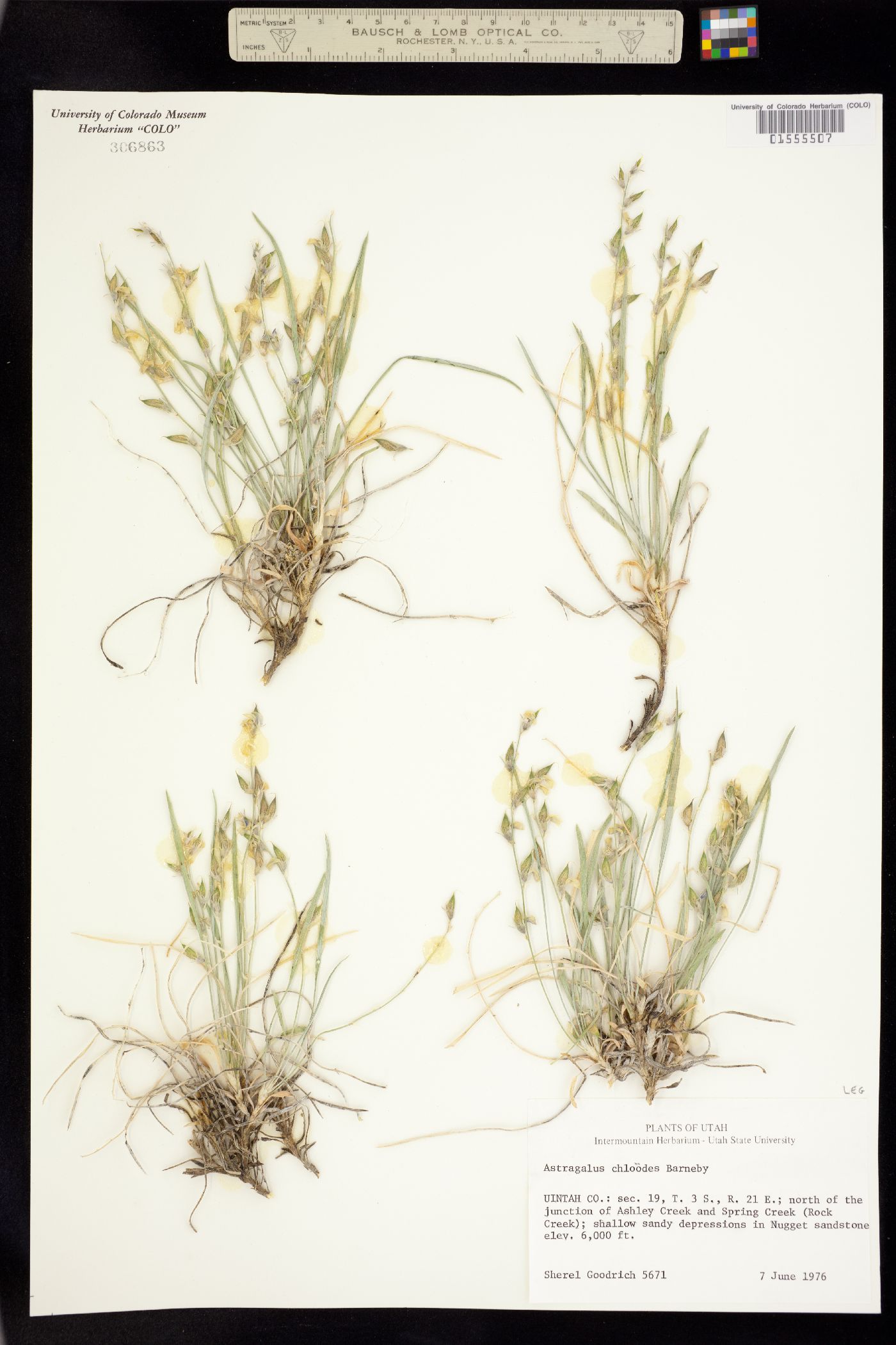 Astragalus chloodes image