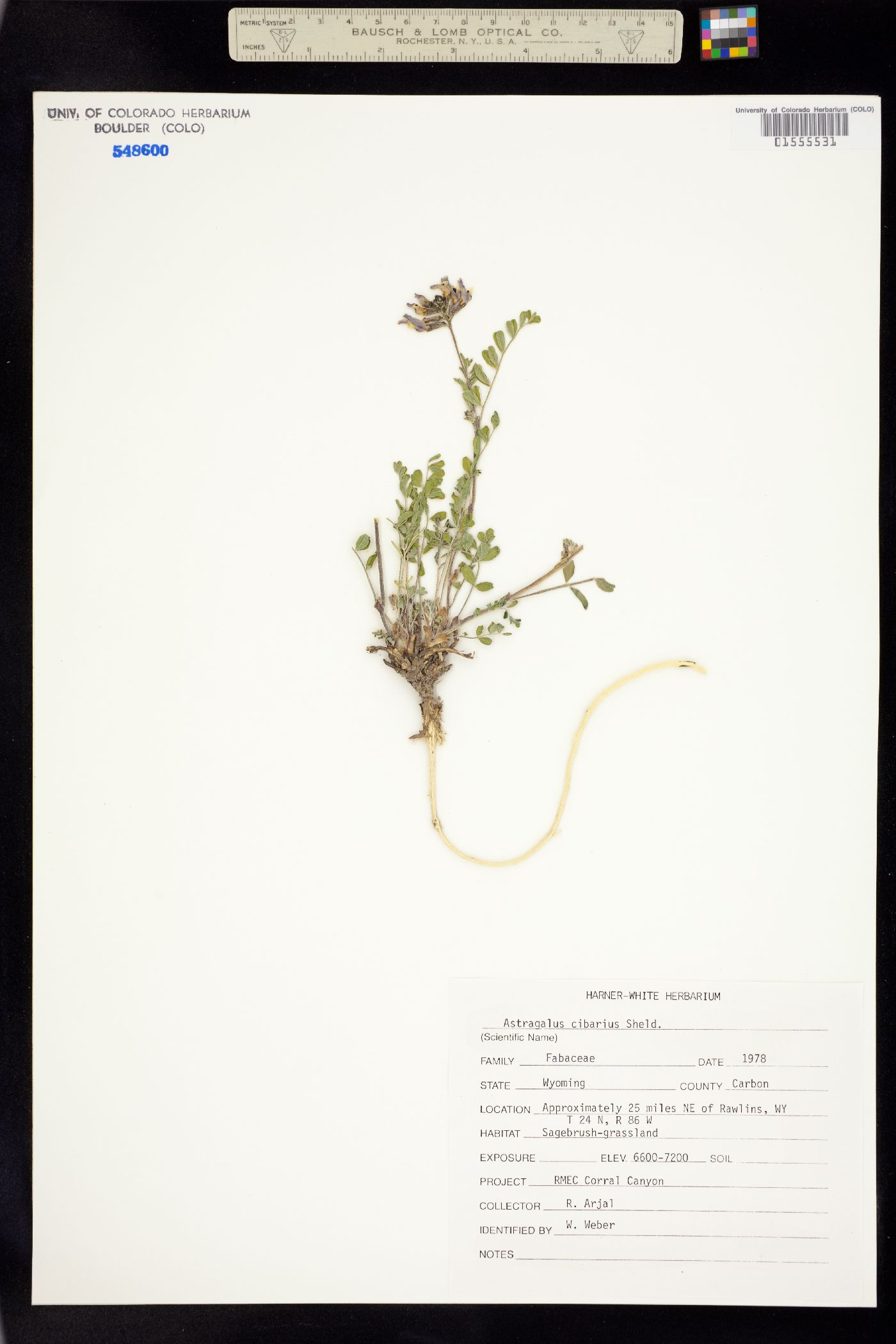 Astragalus cibarius image