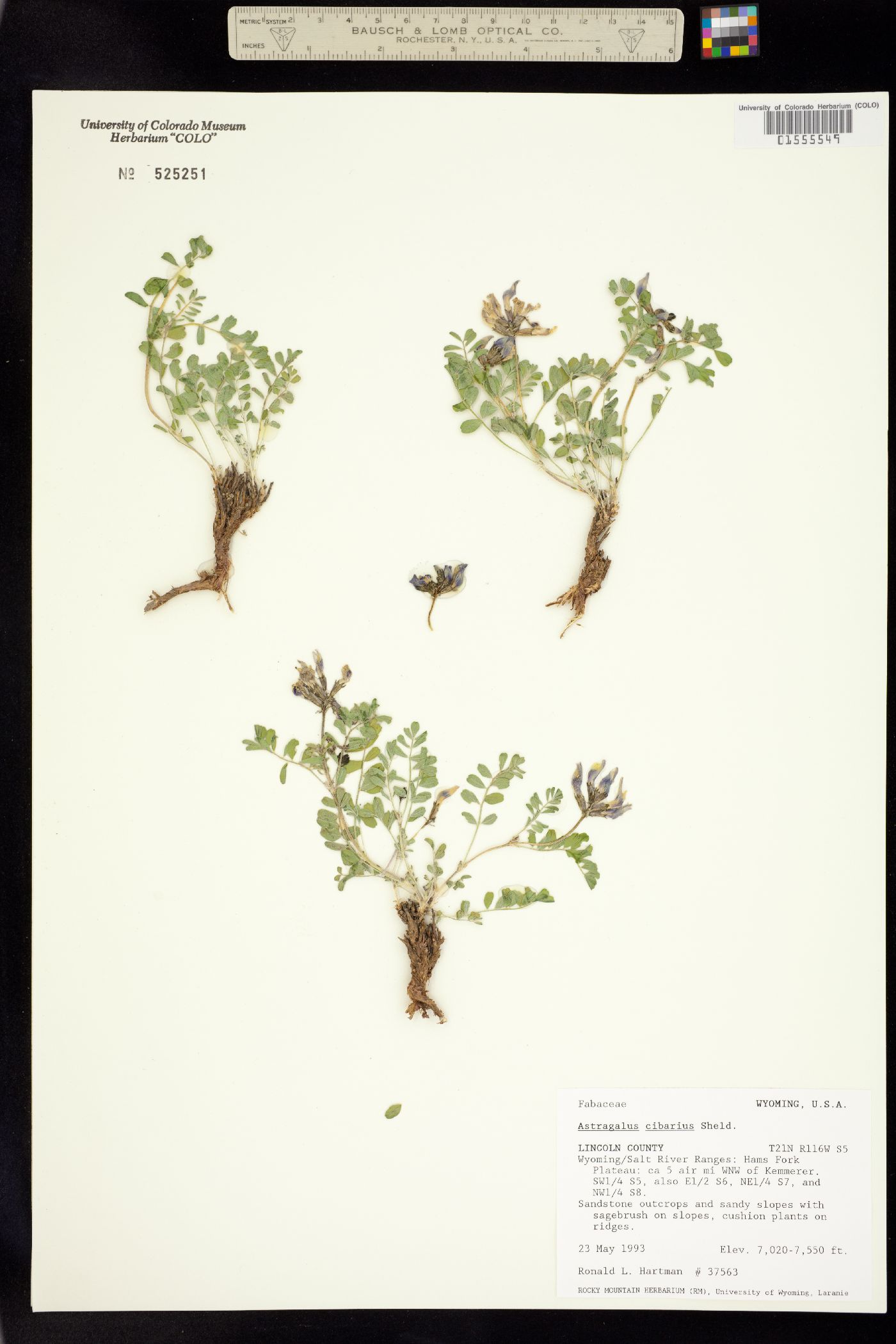 Astragalus cibarius image