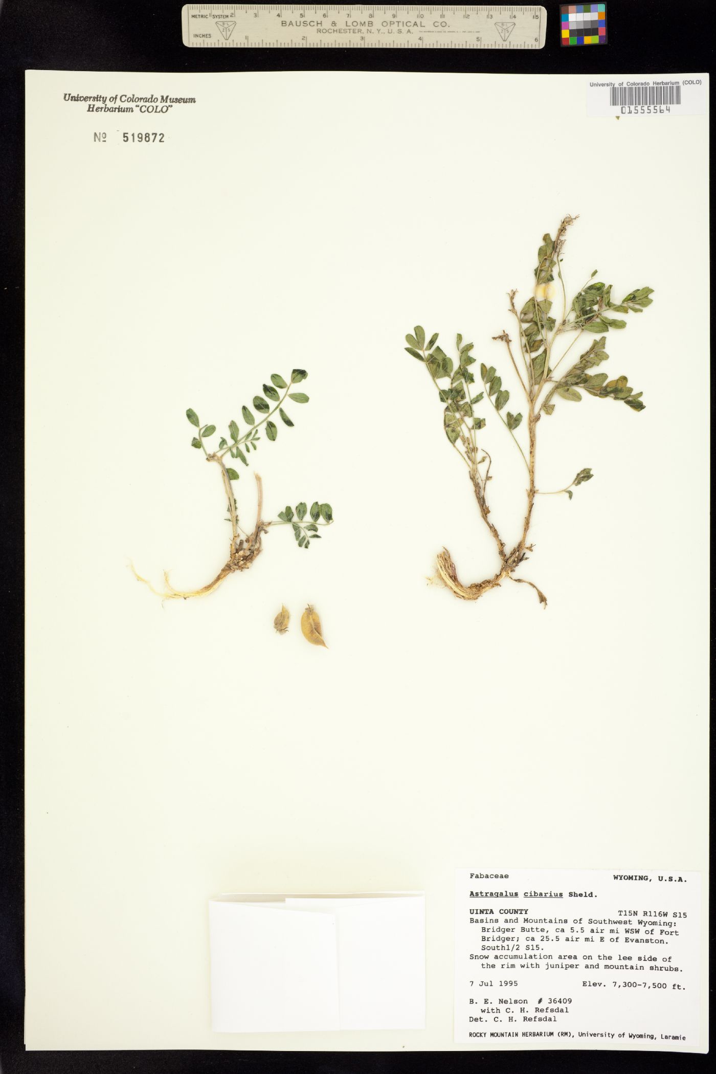 Astragalus cibarius image