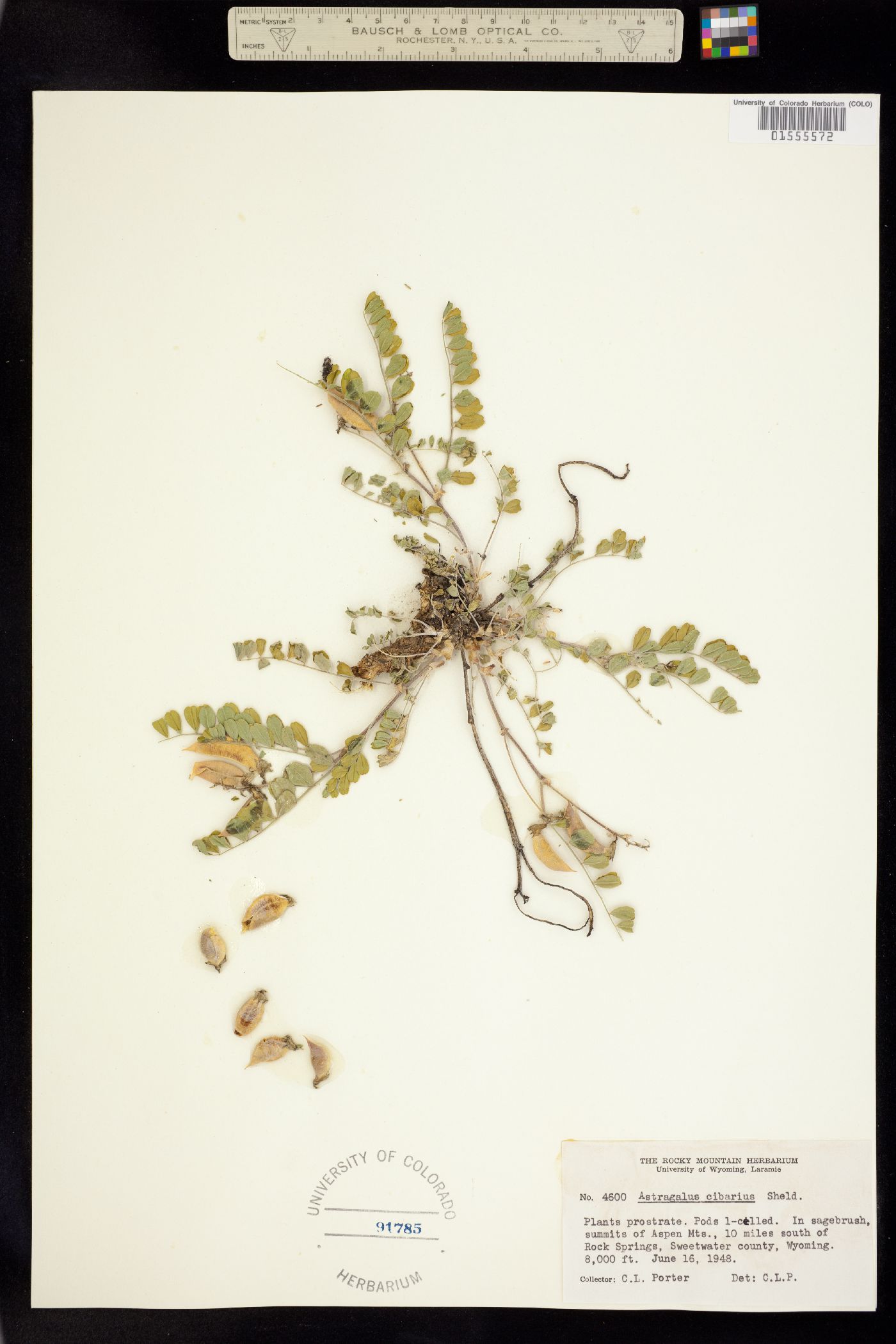 Astragalus cibarius image