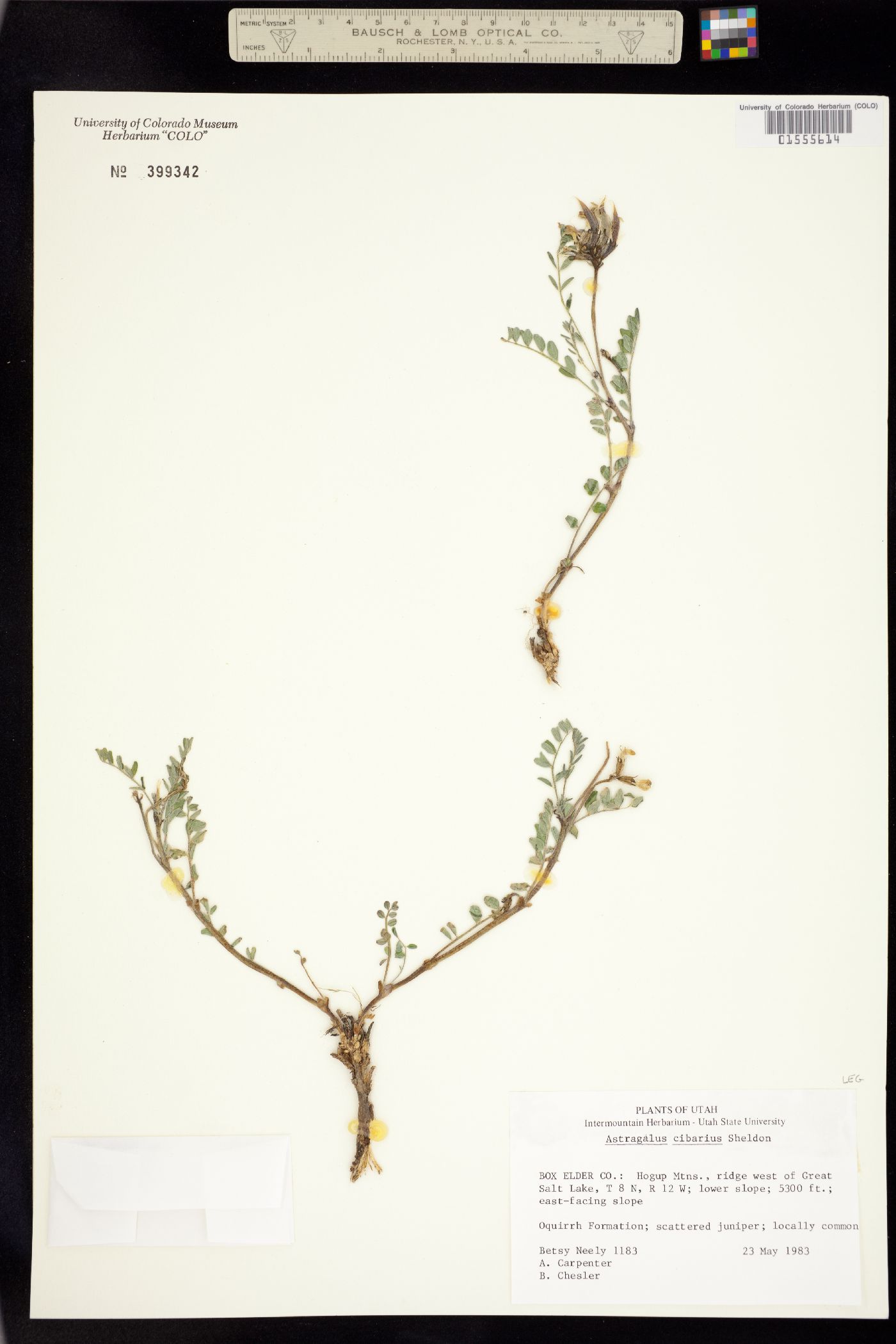 Astragalus cibarius image
