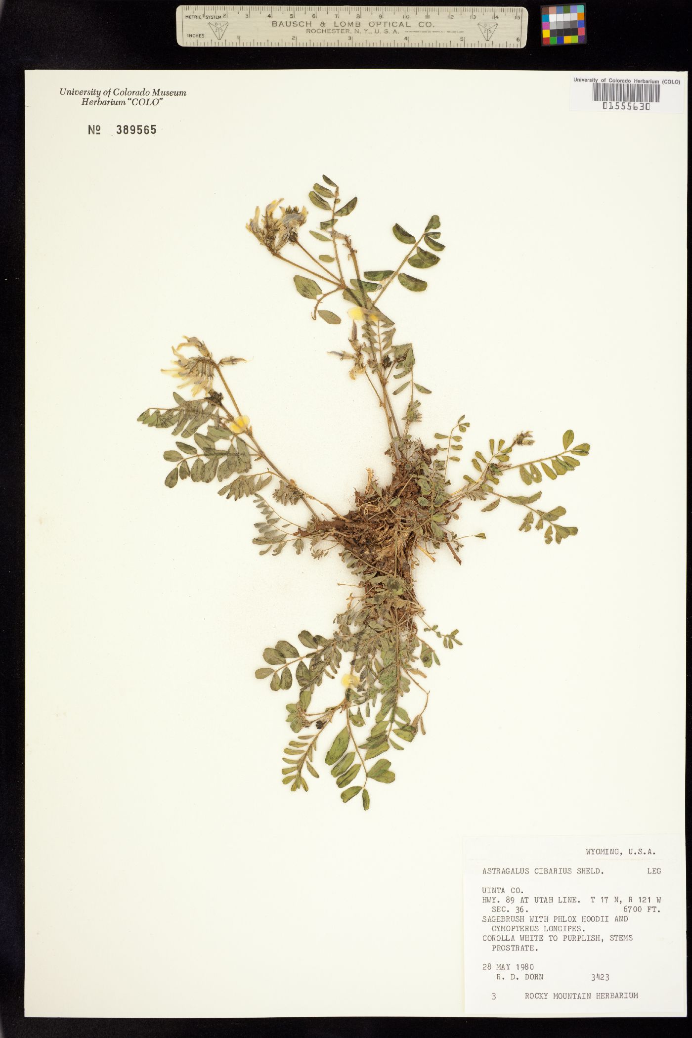Astragalus cibarius image