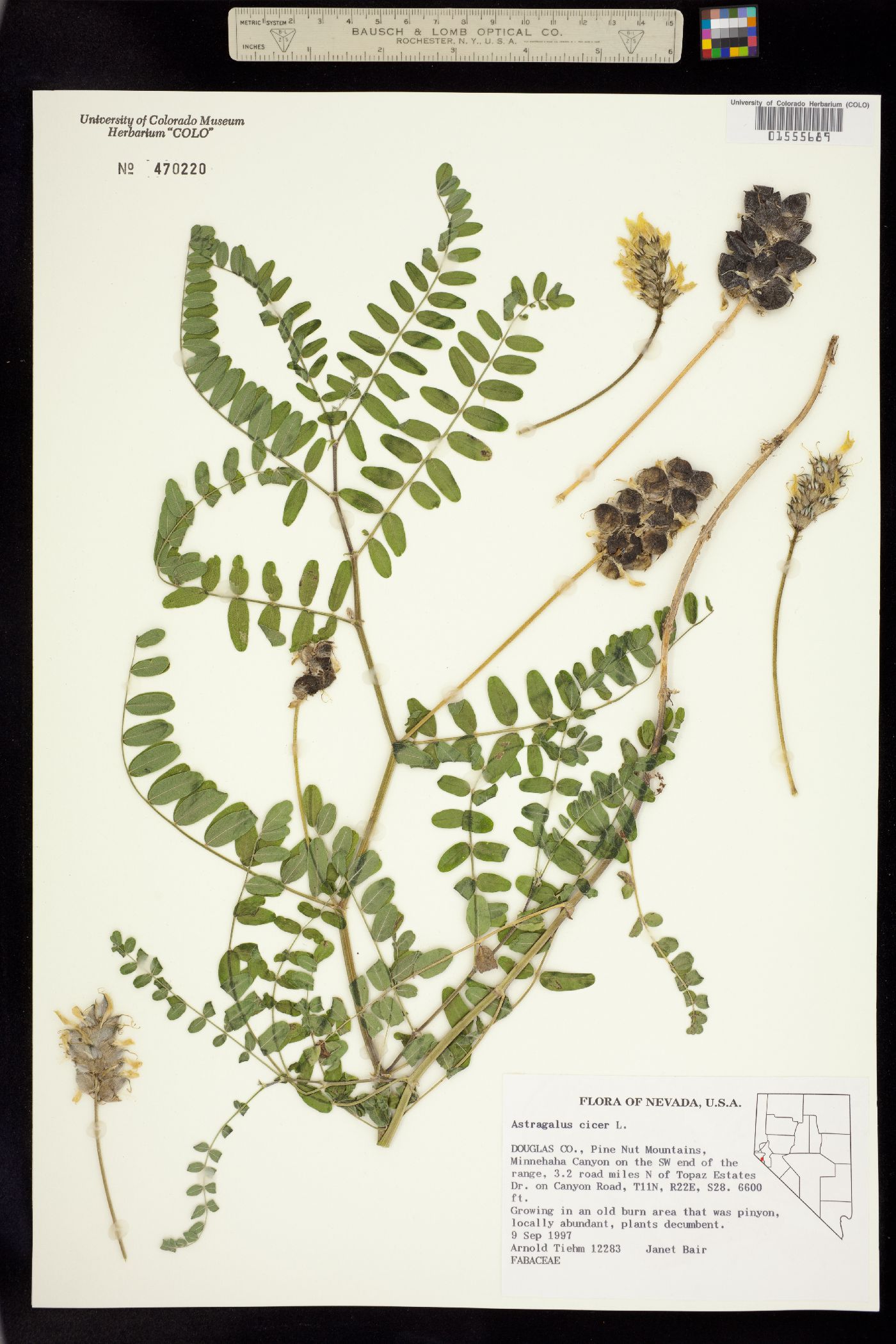 Astragalus cicer image