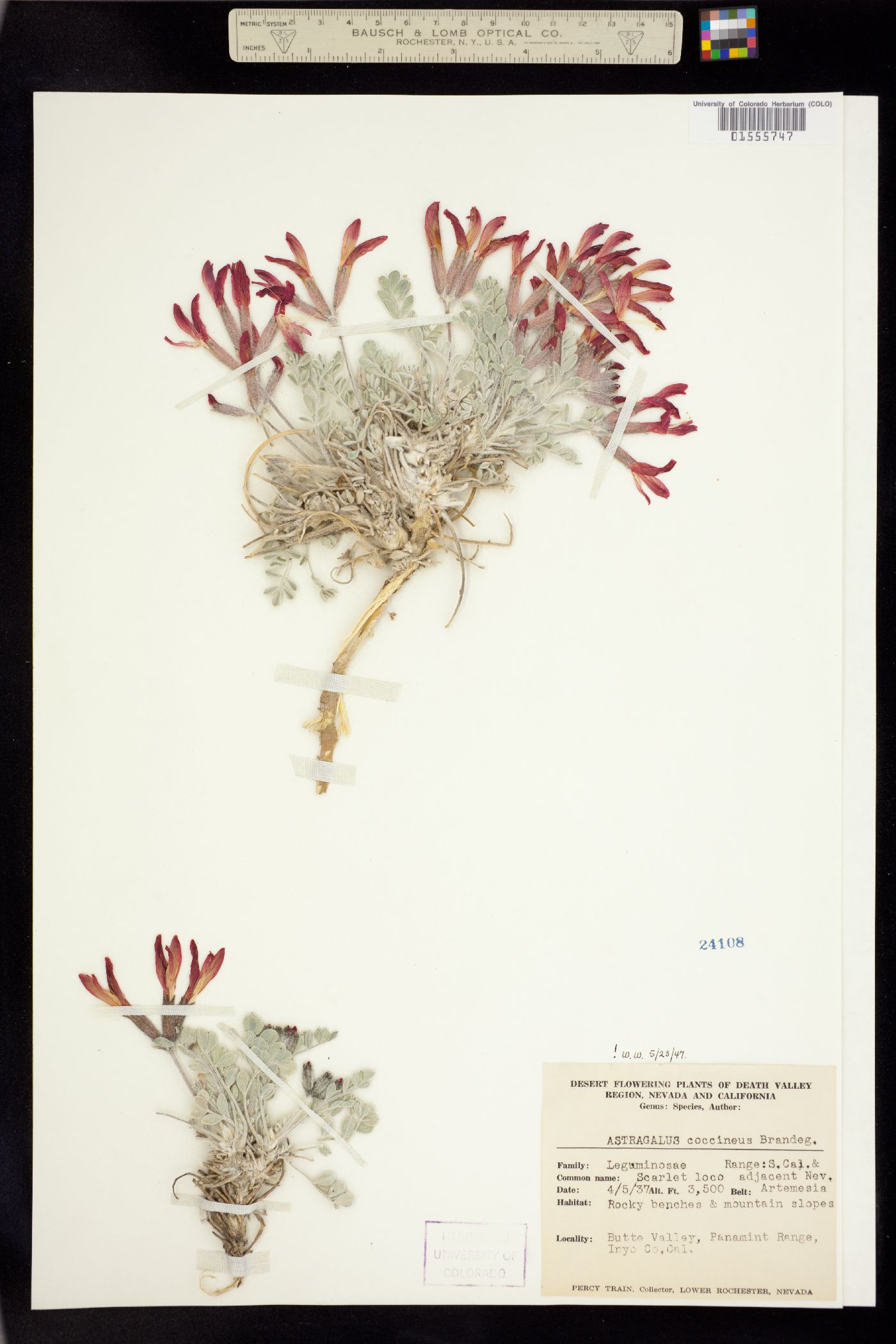 Astragalus coccineus image