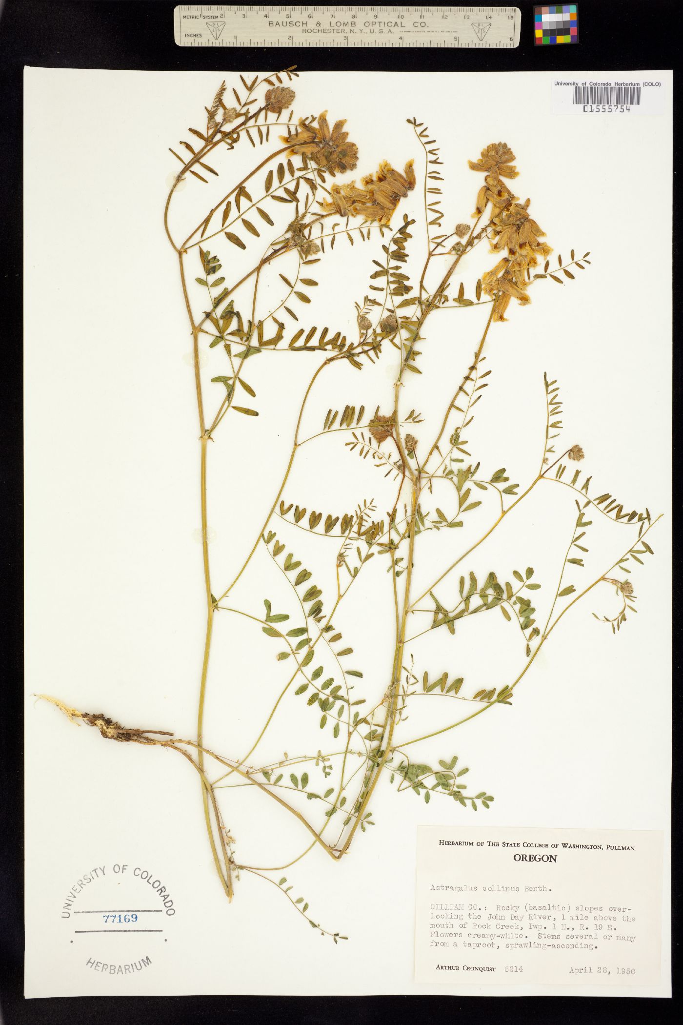 Astragalus collinus image