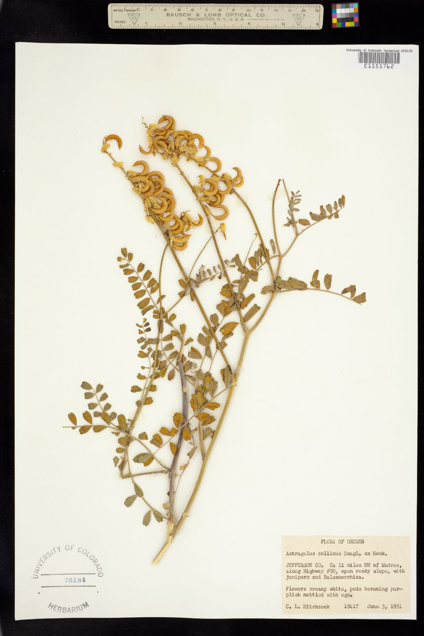 Astragalus collinus image