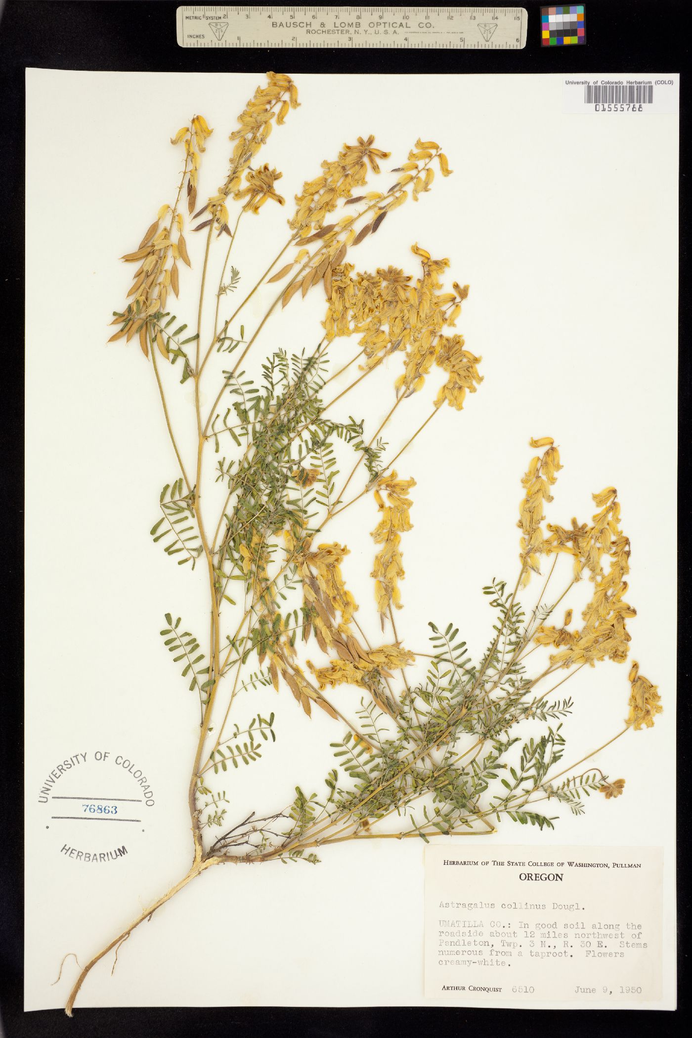 Astragalus collinus image