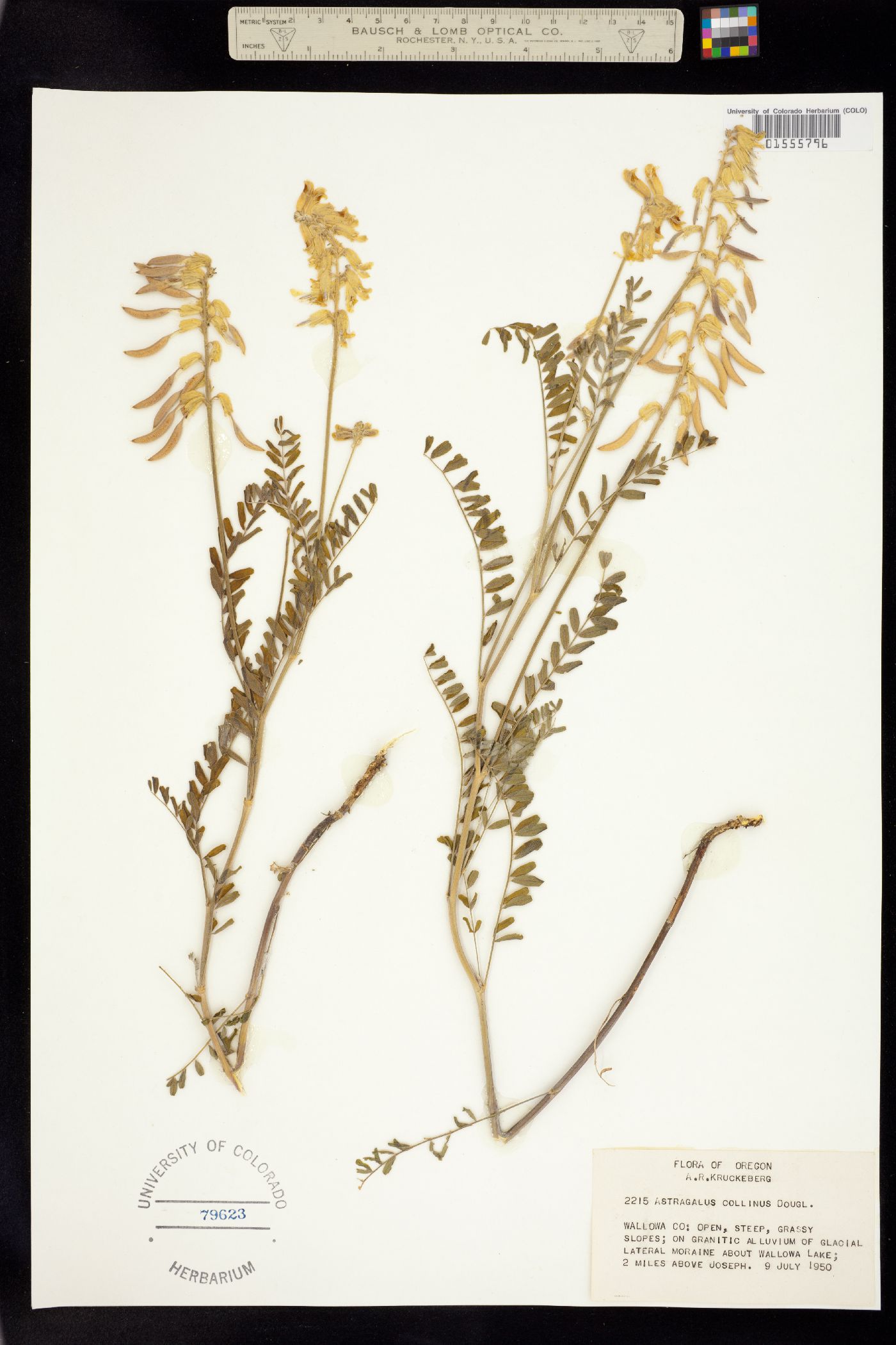 Astragalus collinus image