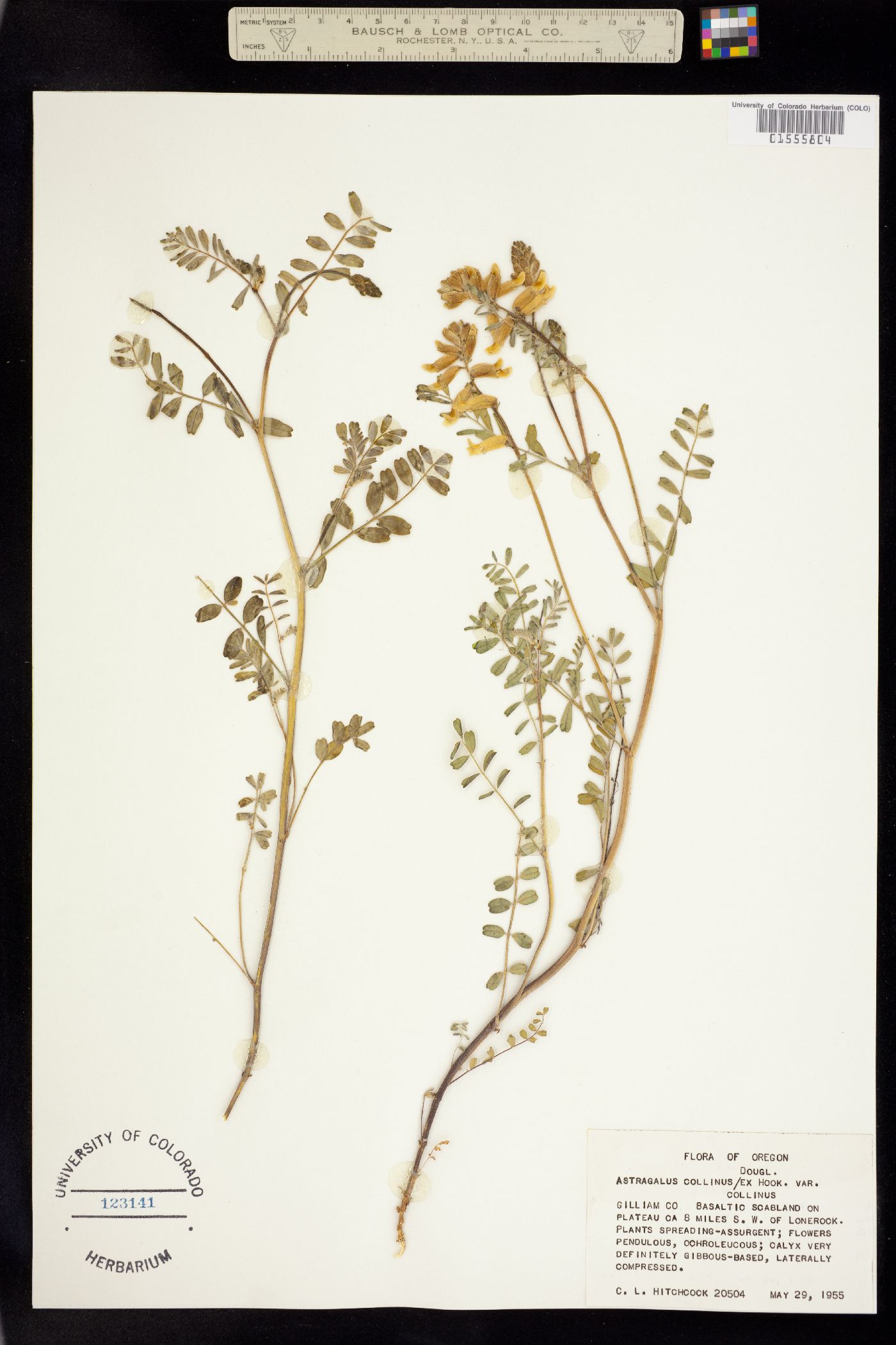 Astragalus collinus image