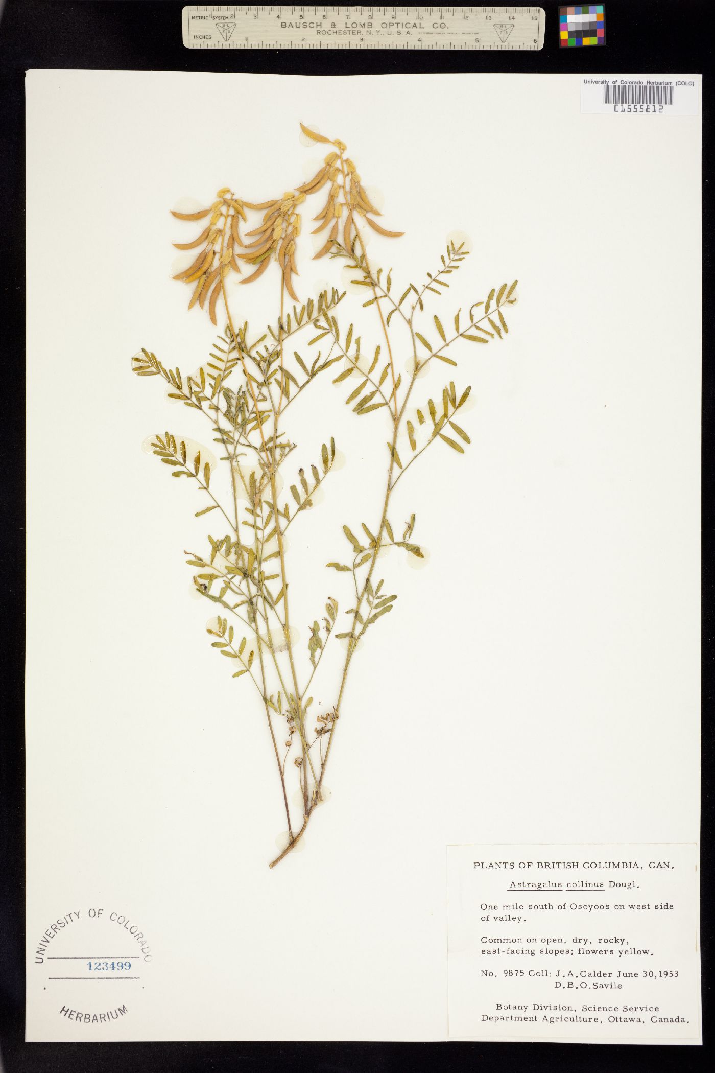 Astragalus collinus image