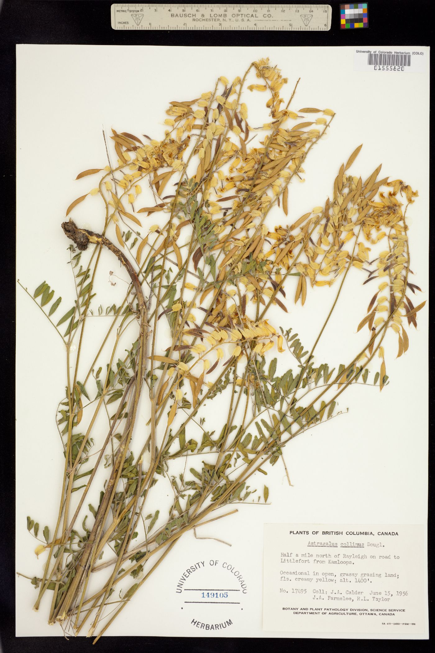 Astragalus collinus image