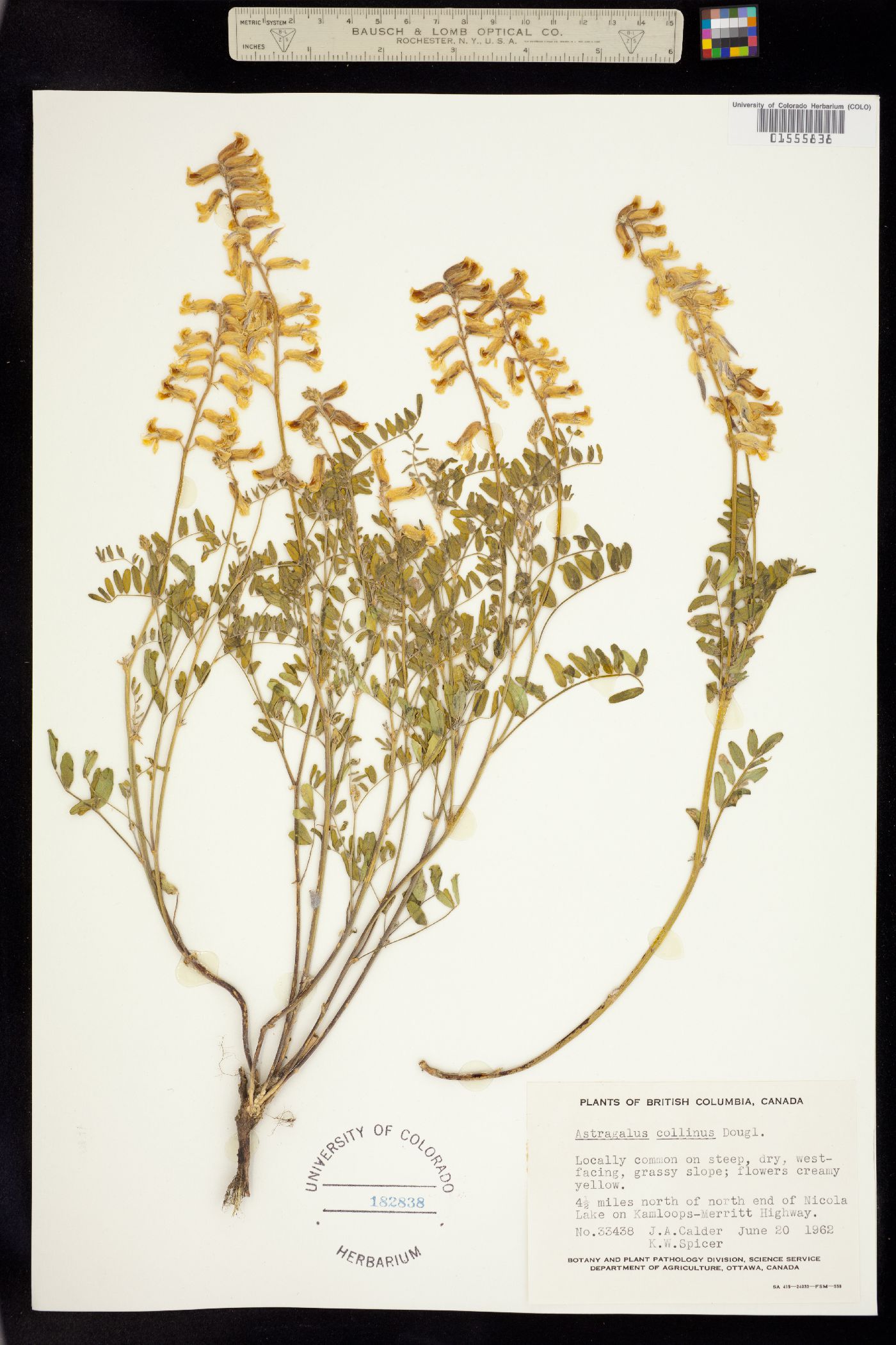 Astragalus collinus image