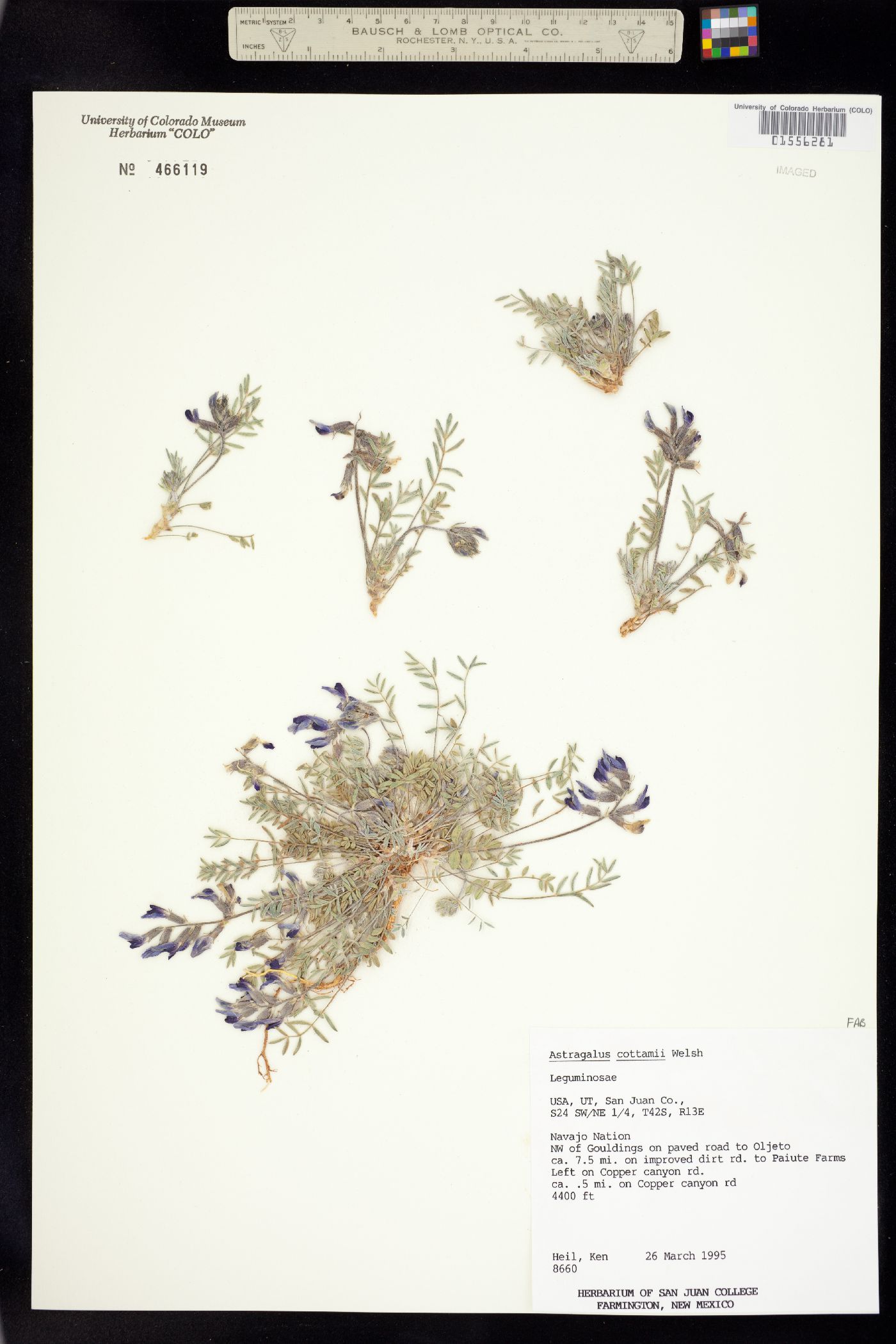 Astragalus cottamii image