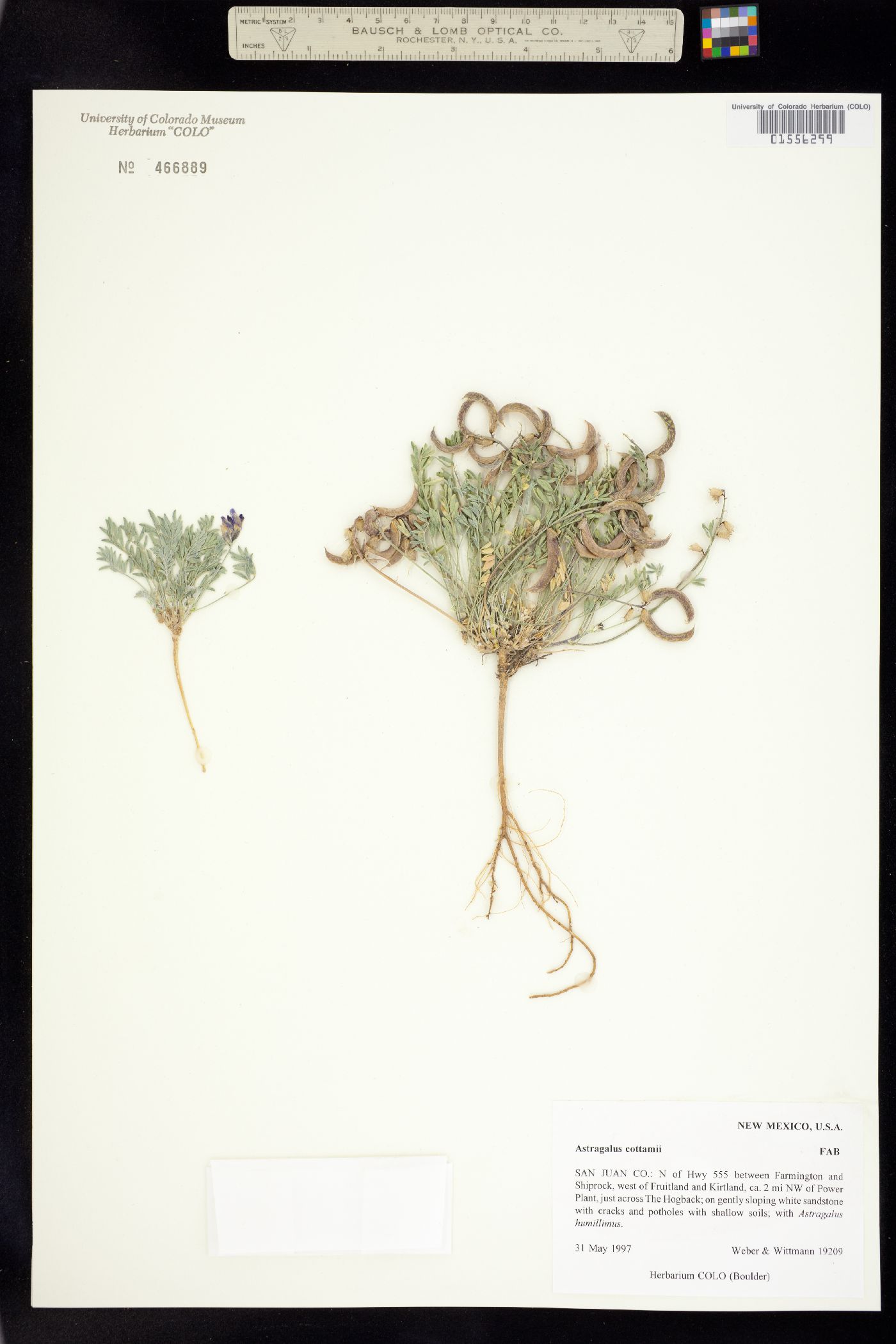 Astragalus cottamii image