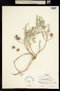 Astragalus crassicarpus image