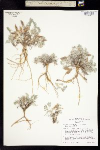 Astragalus cymboides image