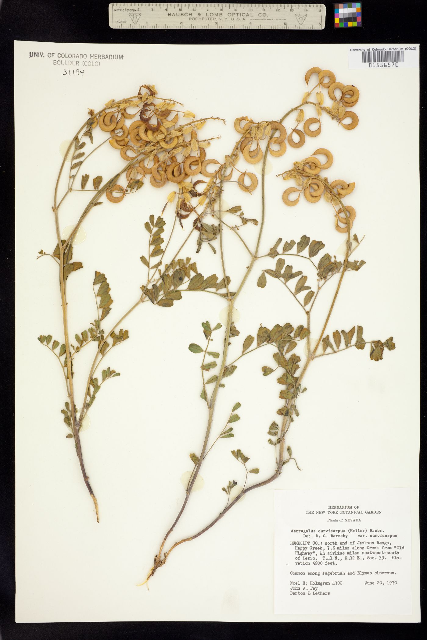 Astragalus curvicarpus image