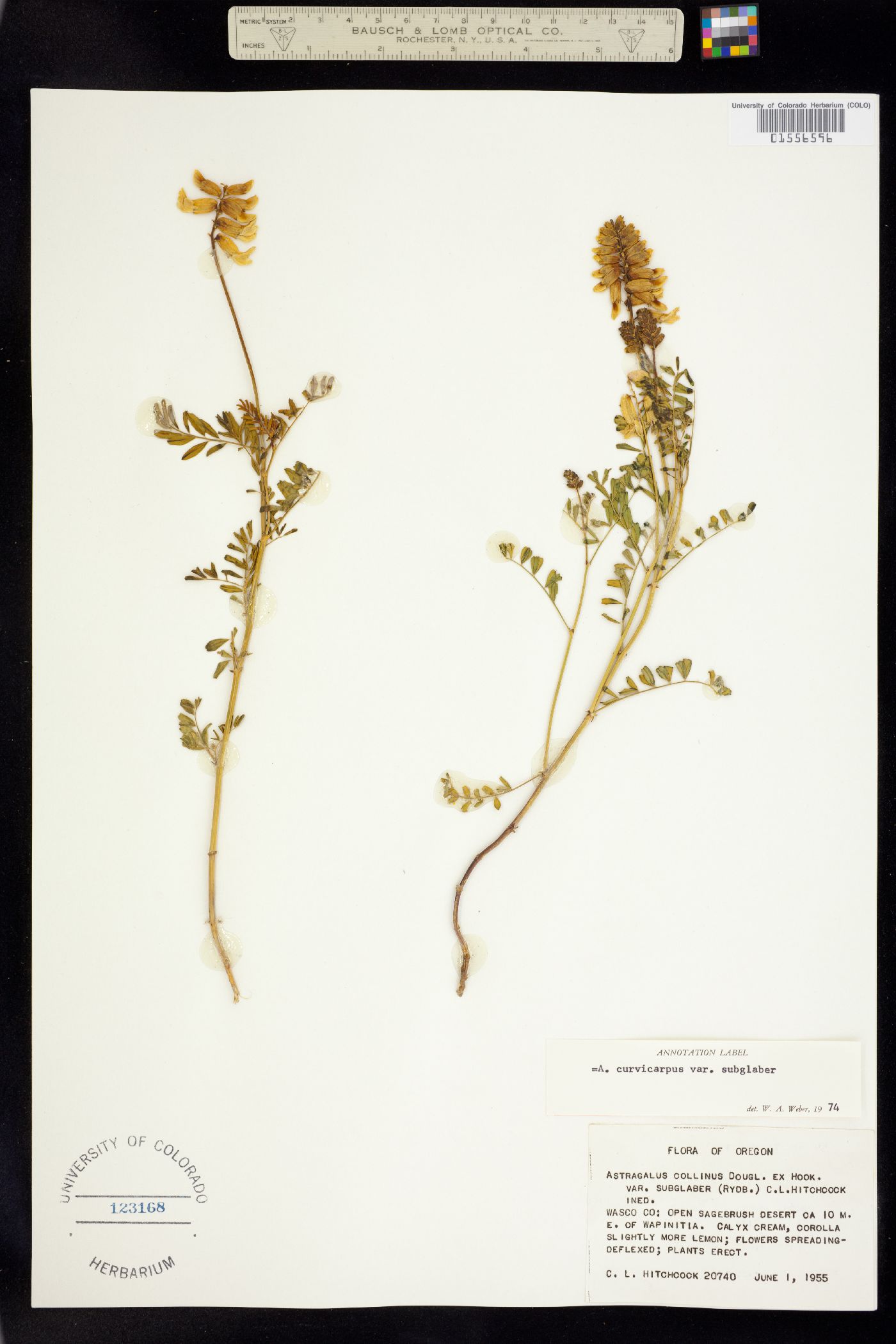 Astragalus curvicarpus image