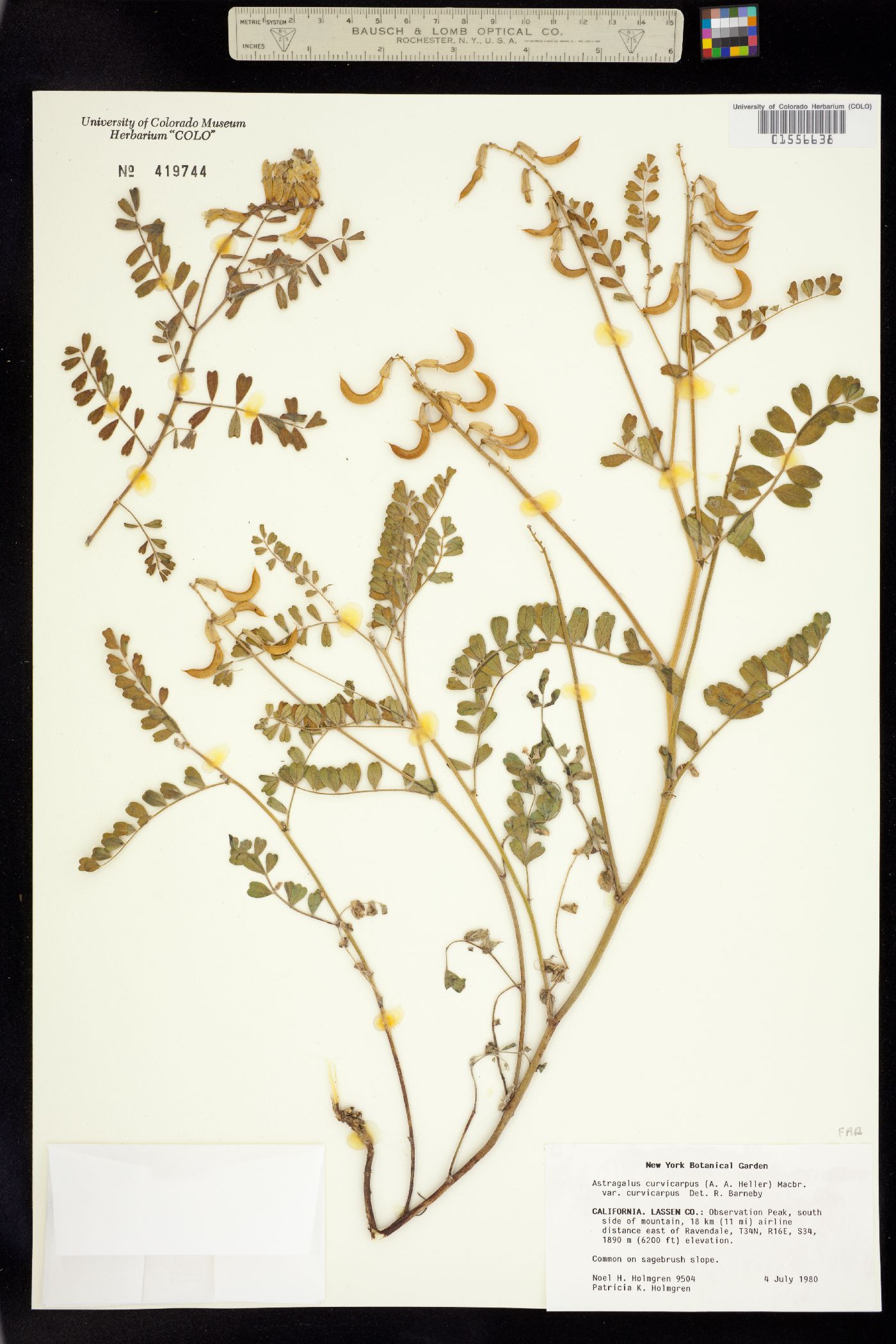 Astragalus curvicarpus image
