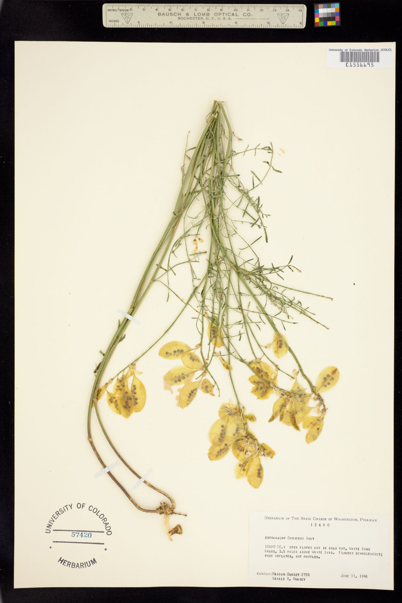 Astragalus cusickii image