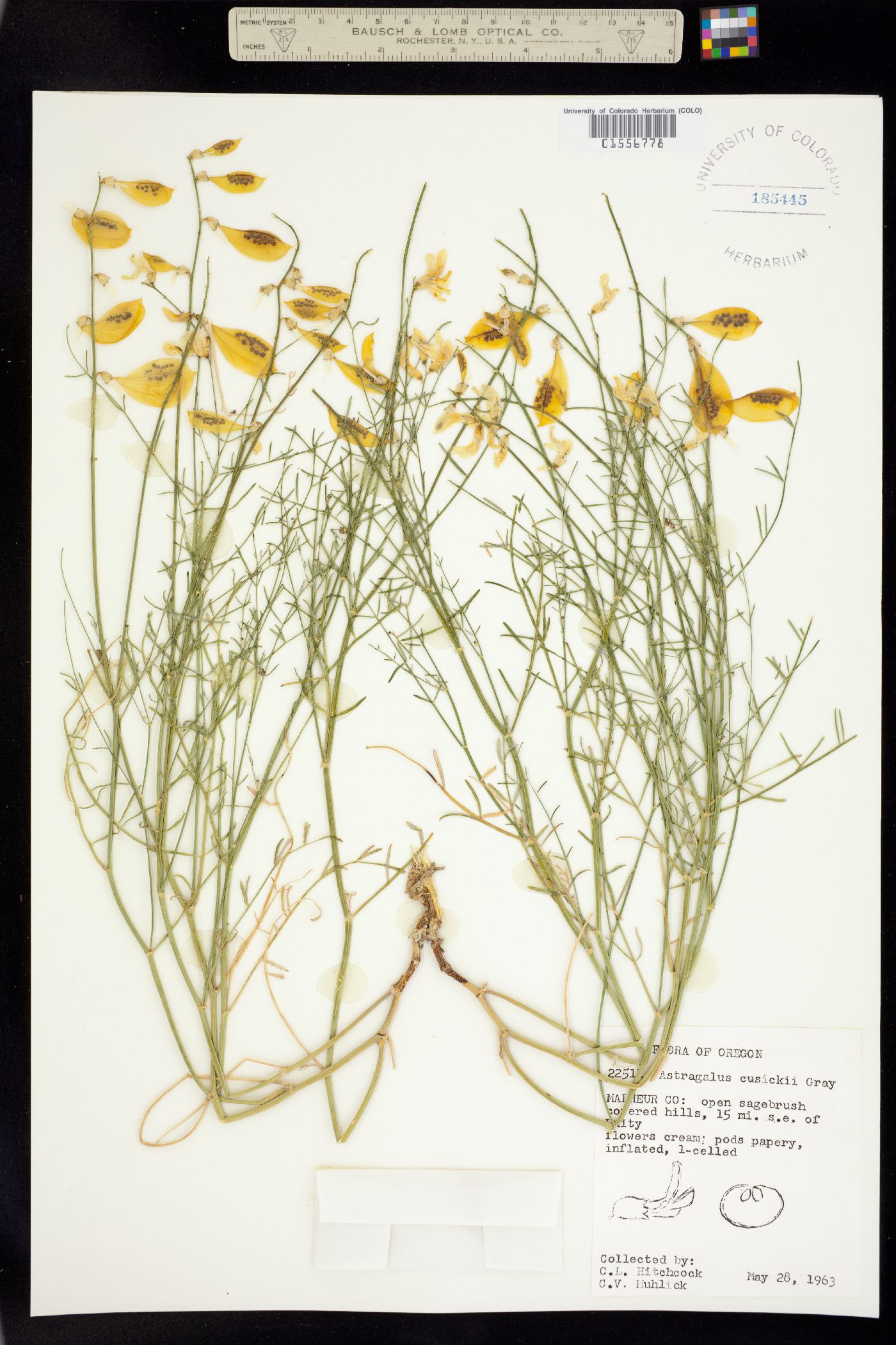 Astragalus cusickii image