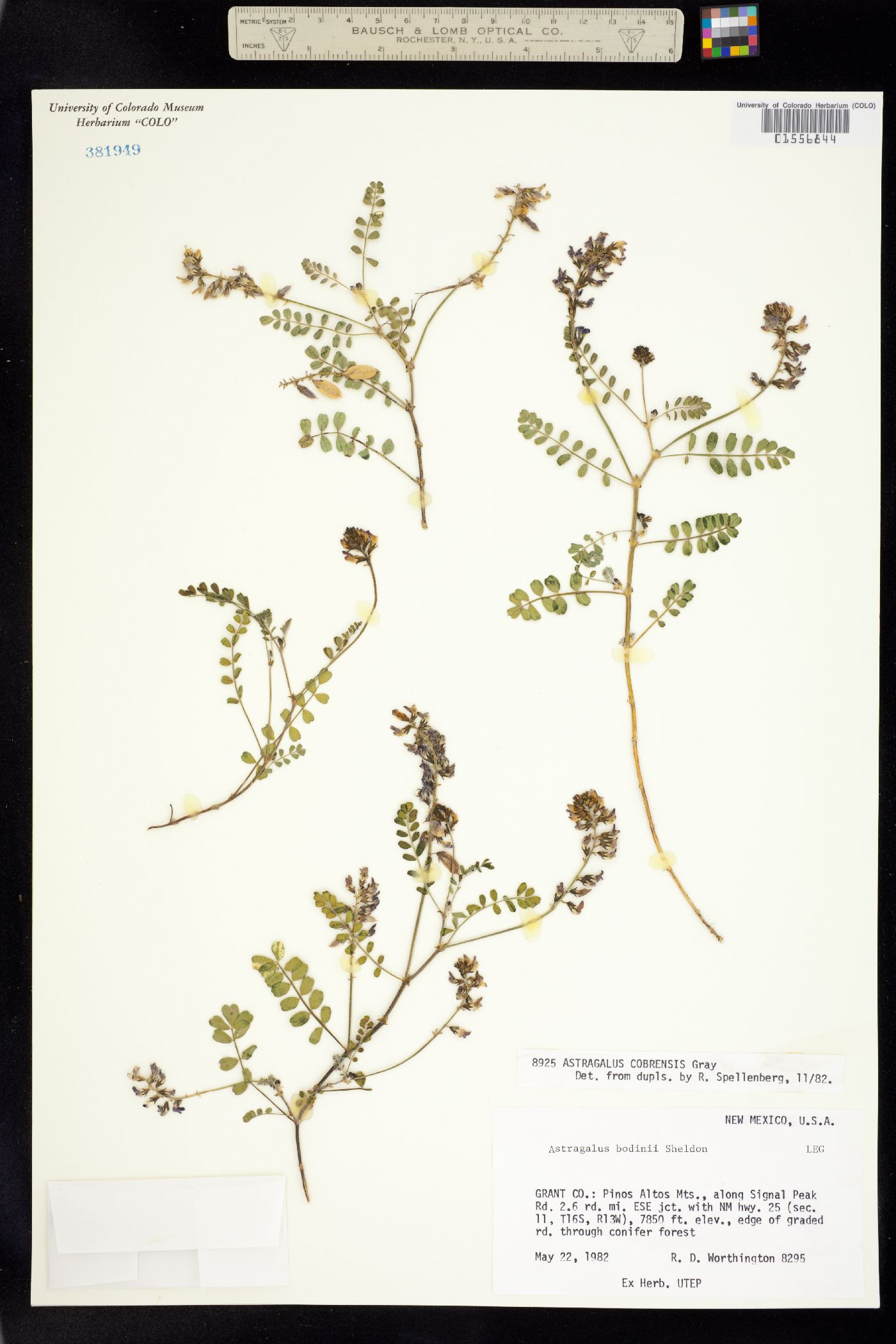 Astragalus cobrensis image
