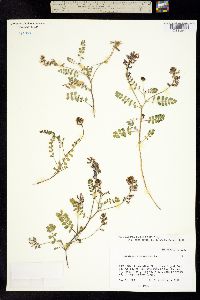Image of Astragalus cobrensis