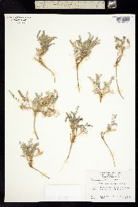 Astragalus circumdatus image
