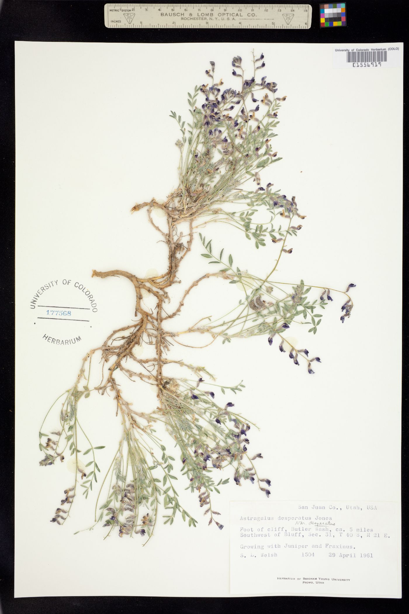 Astragalus desperatus image