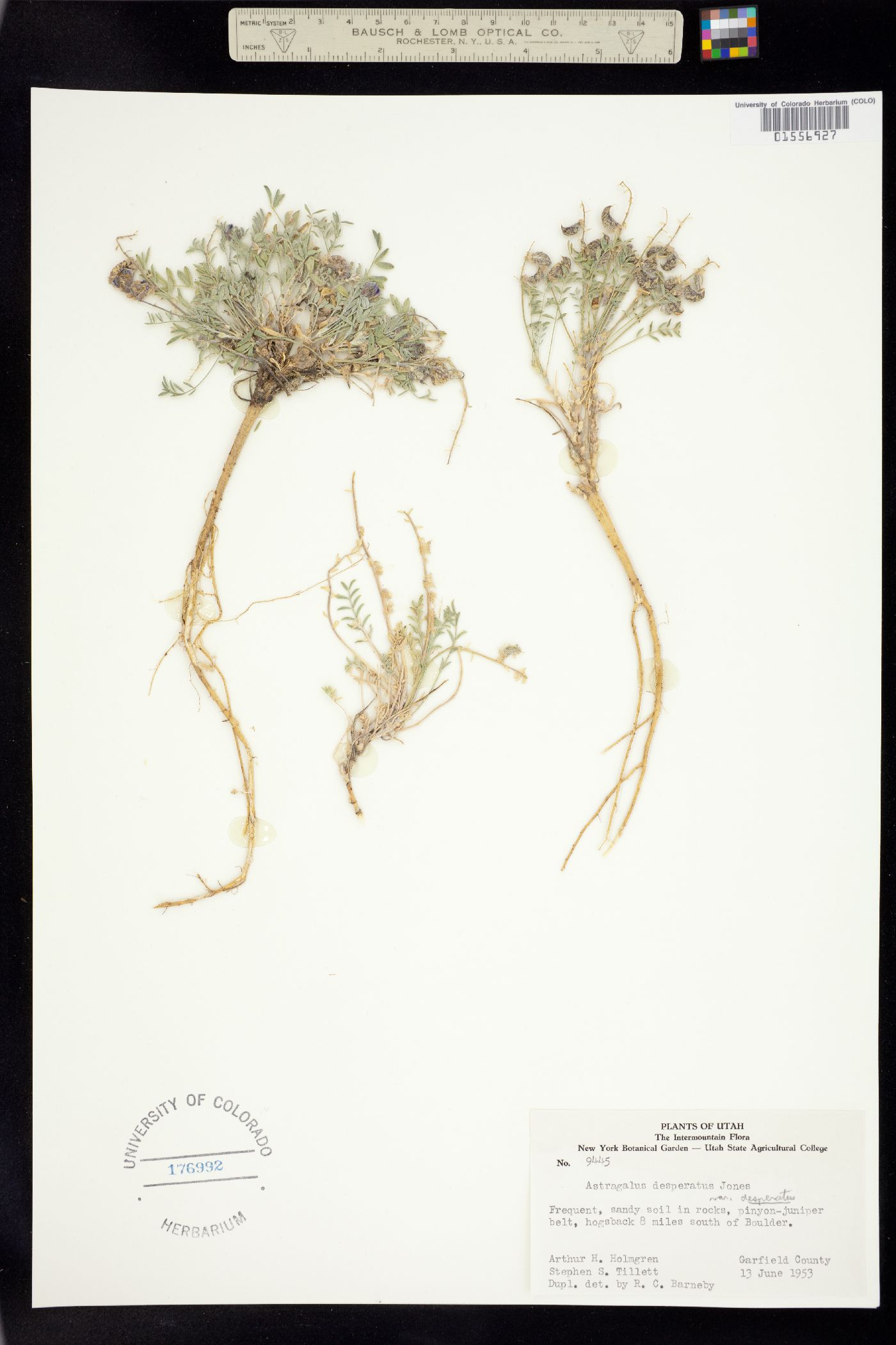 Astragalus desperatus image