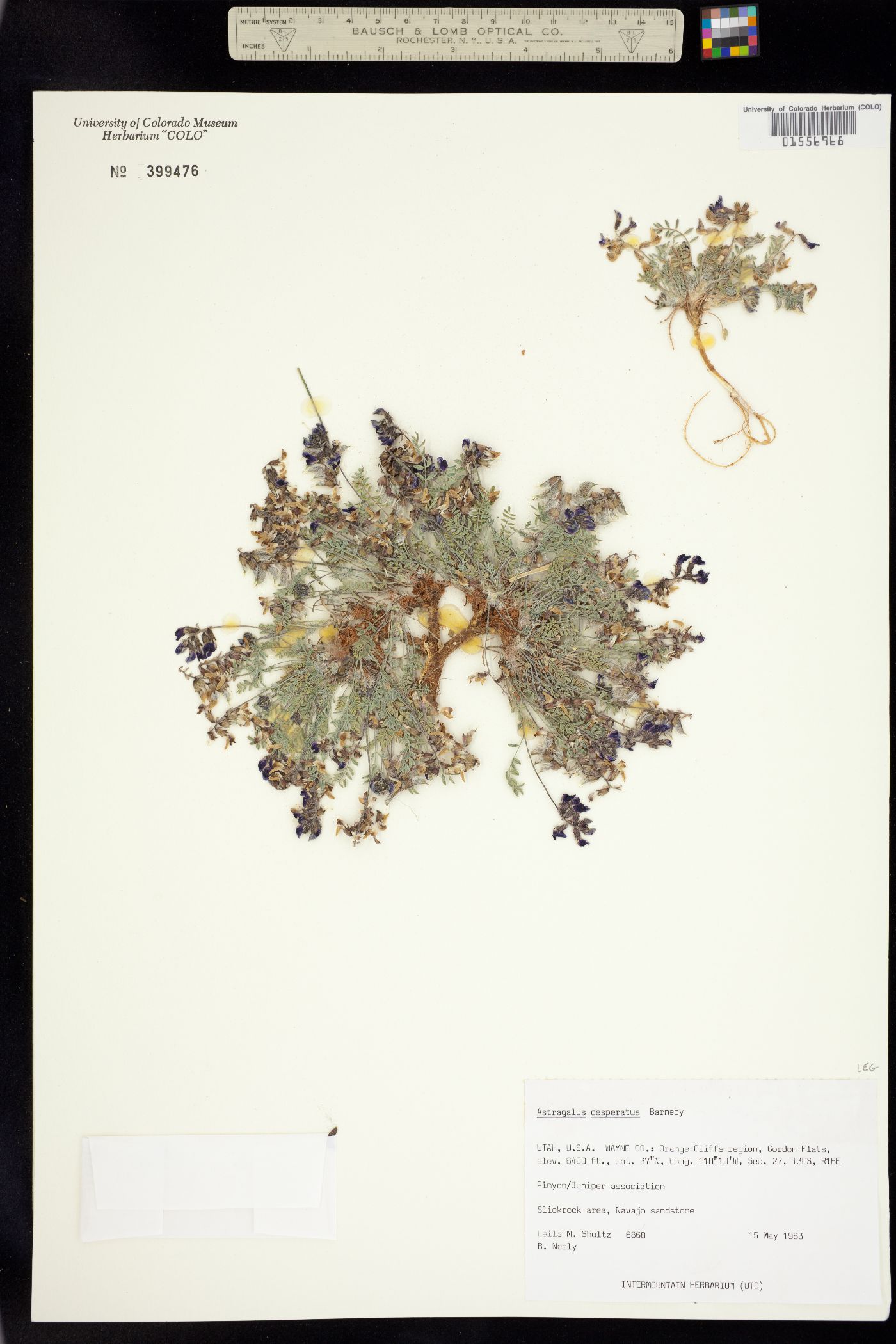 Astragalus desperatus image