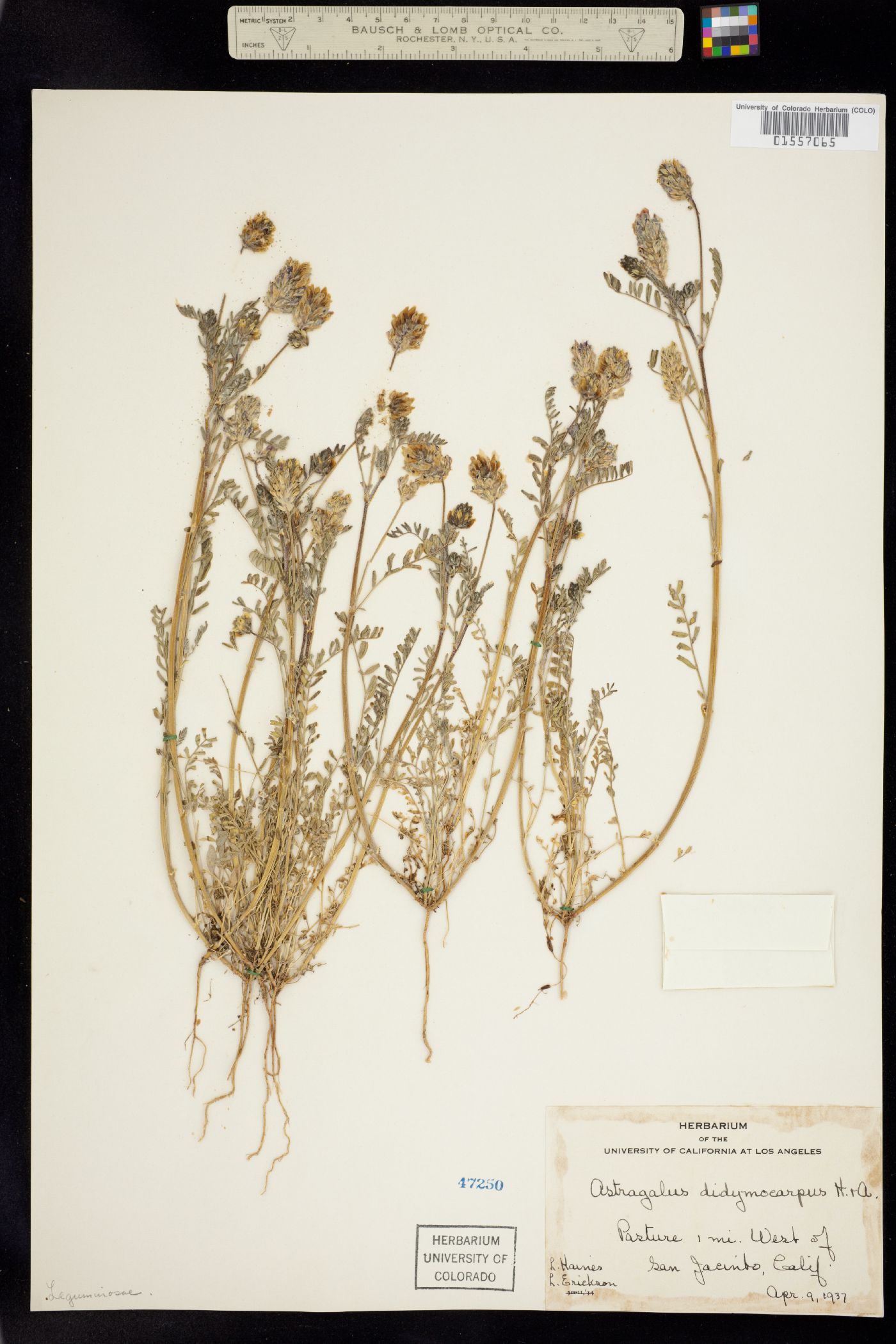 Astragalus didymocarpus image