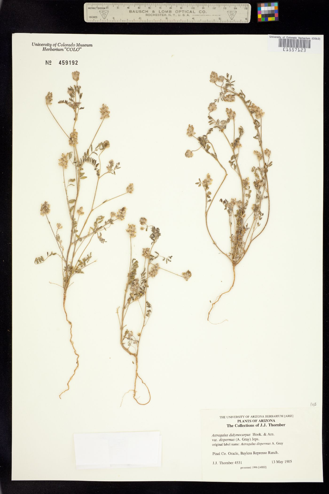 Astragalus didymocarpus image