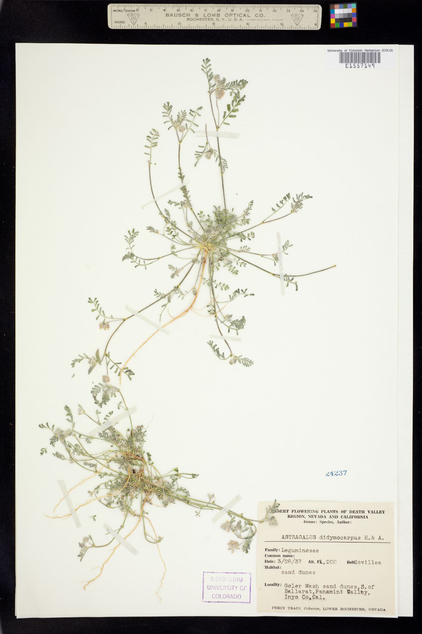 Astragalus didymocarpus image
