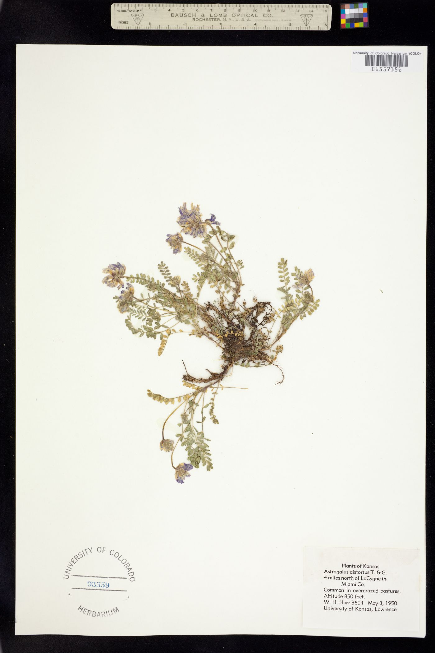 Astragalus distortus image