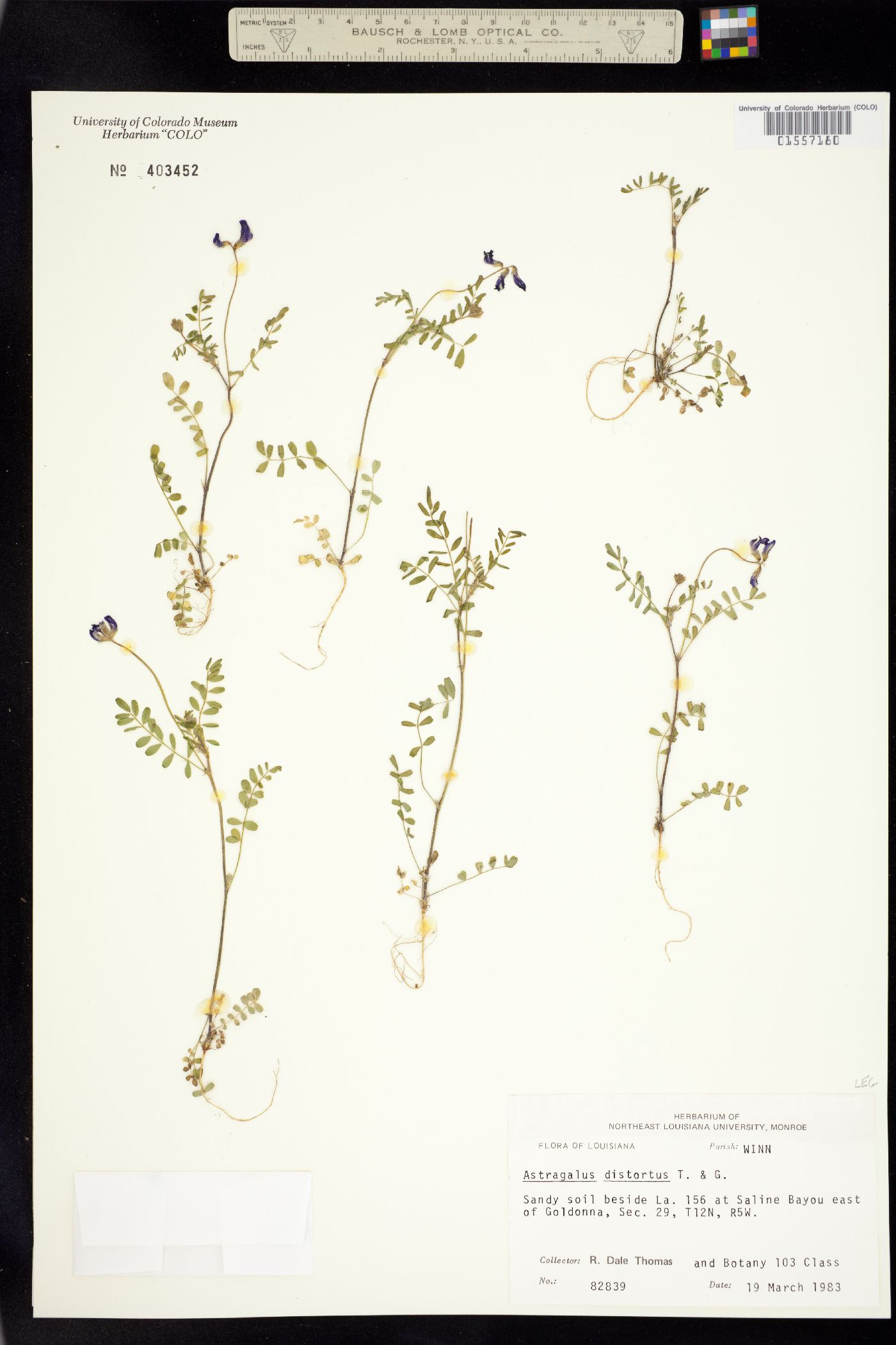 Astragalus distortus image