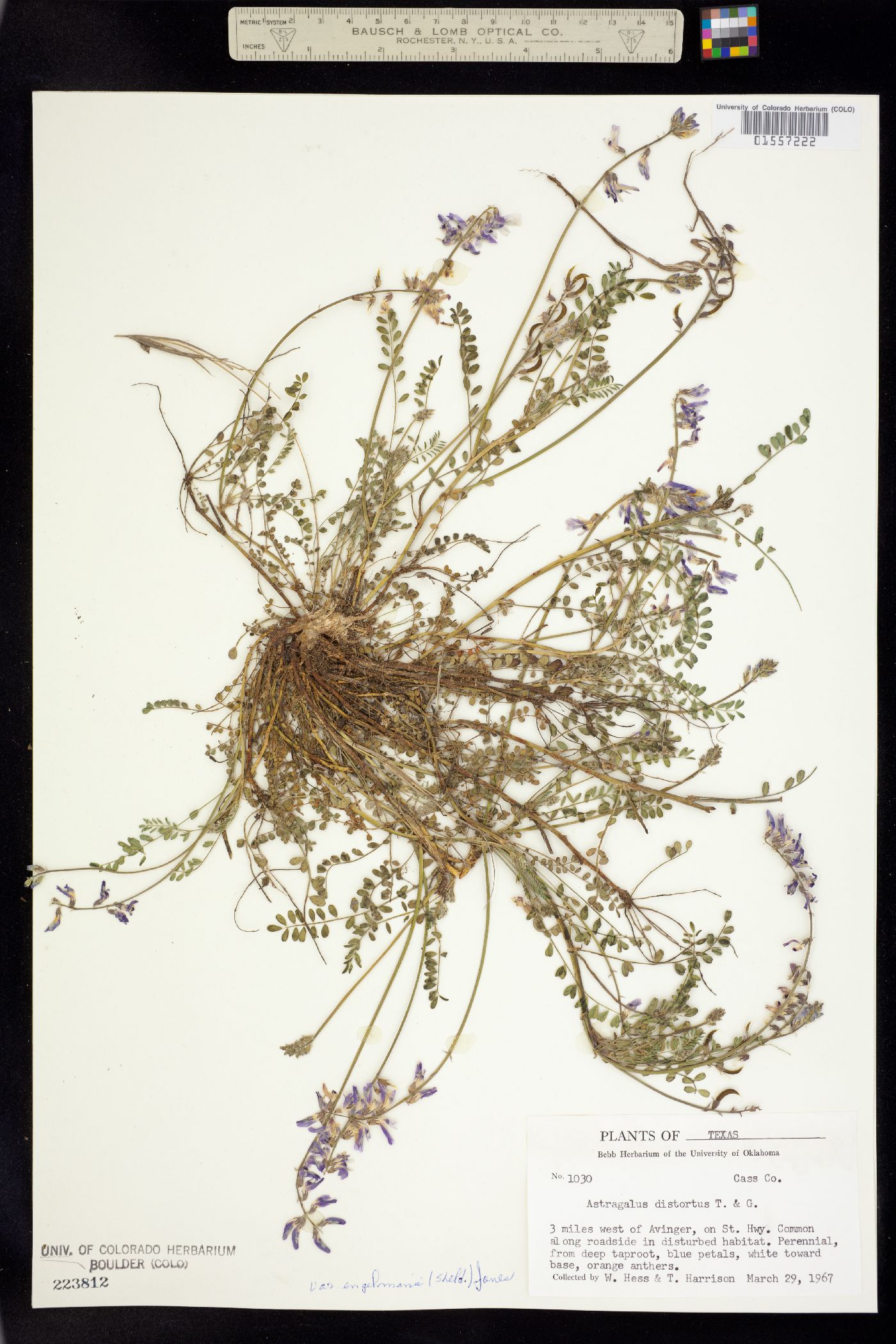 Astragalus distortus image