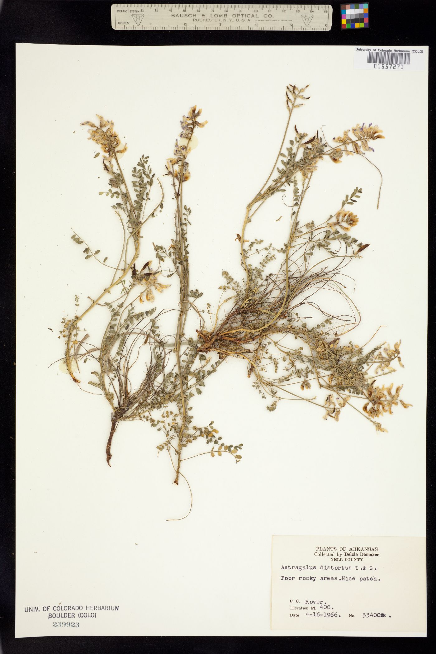 Astragalus distortus image