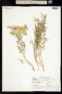 Astragalus douglasii image