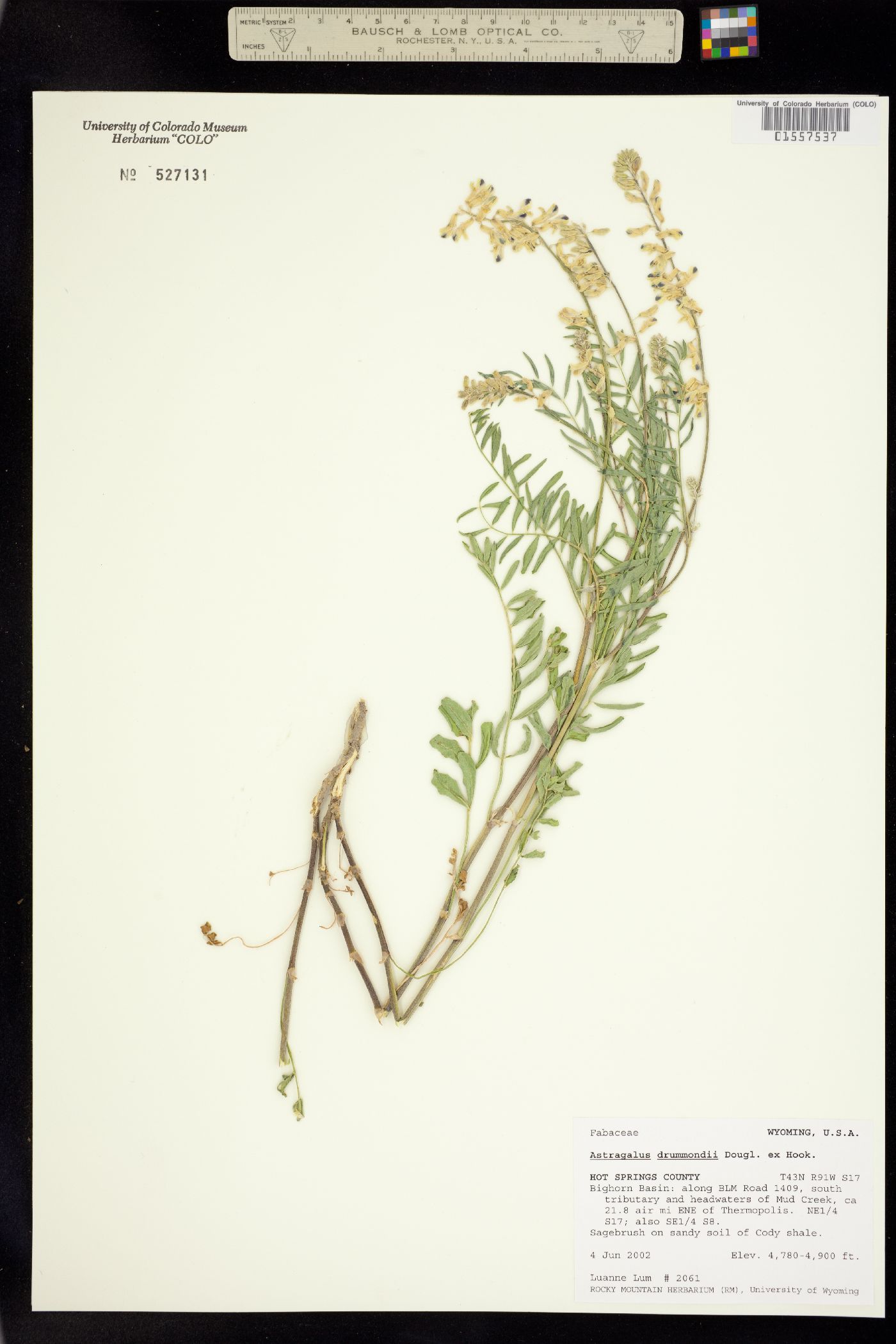 Astragalus drummondii image