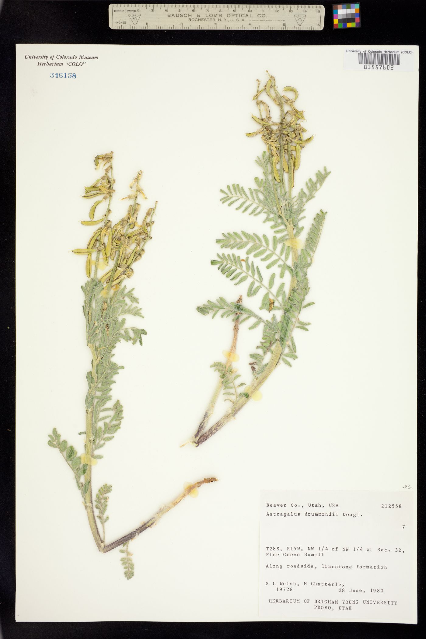 Astragalus drummondii image