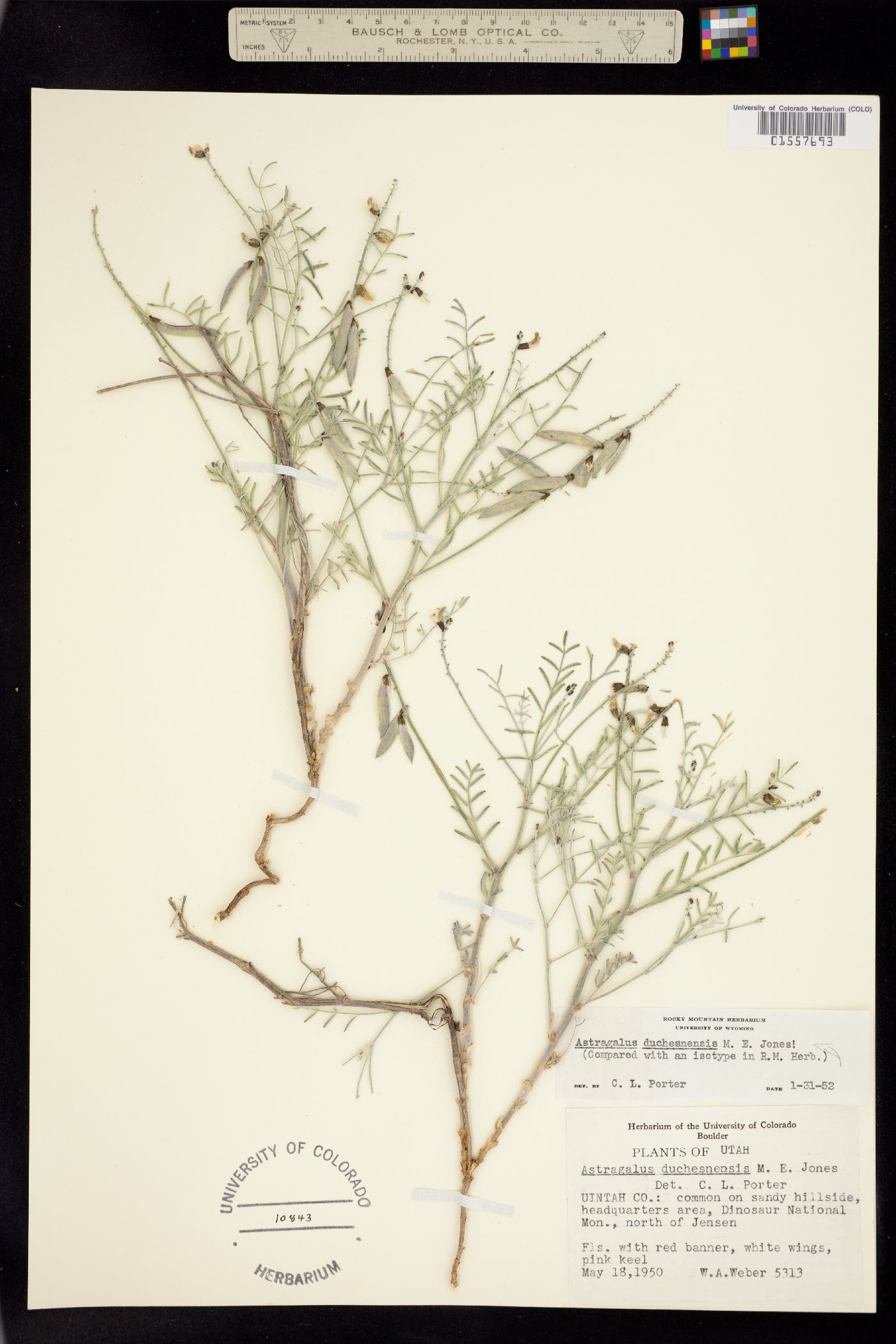 Astragalus drummondii image